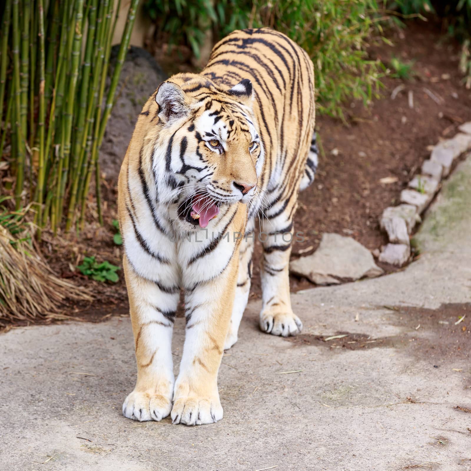 Close up of Amur Tiger (Panthera tigris altaica)