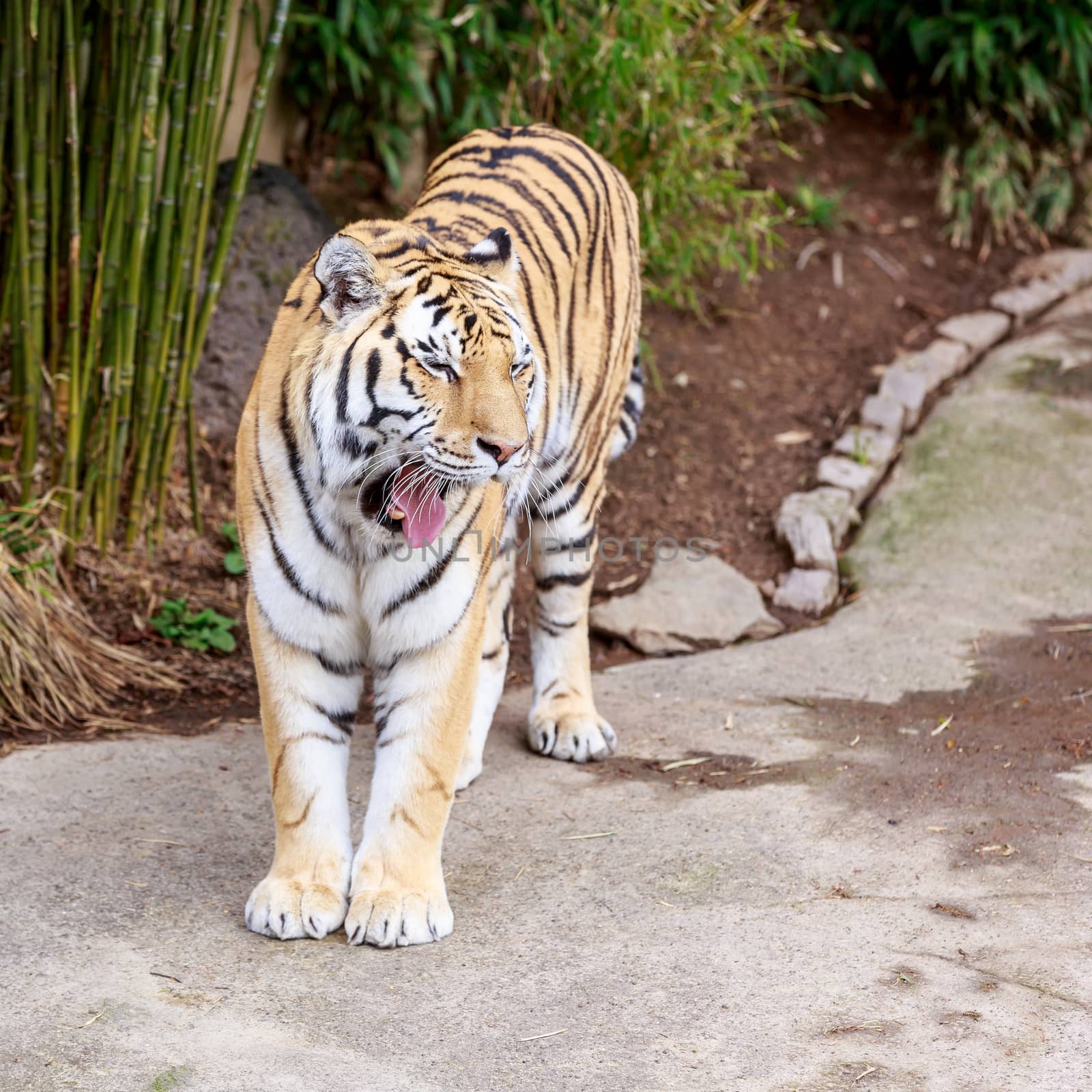 Close up of Amur Tiger (Panthera tigris altaica)