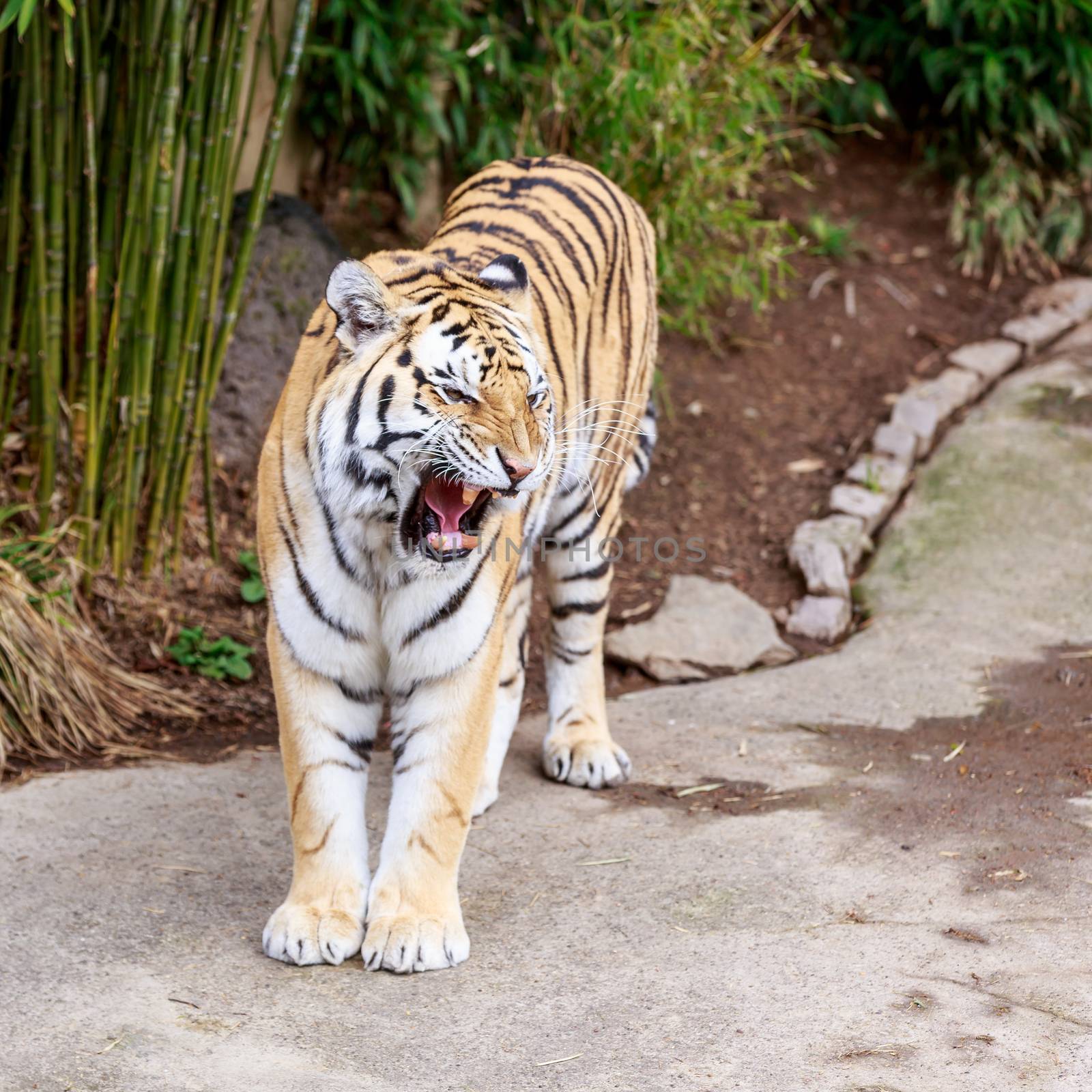 Close up of Amur Tiger (Panthera tigris altaica)