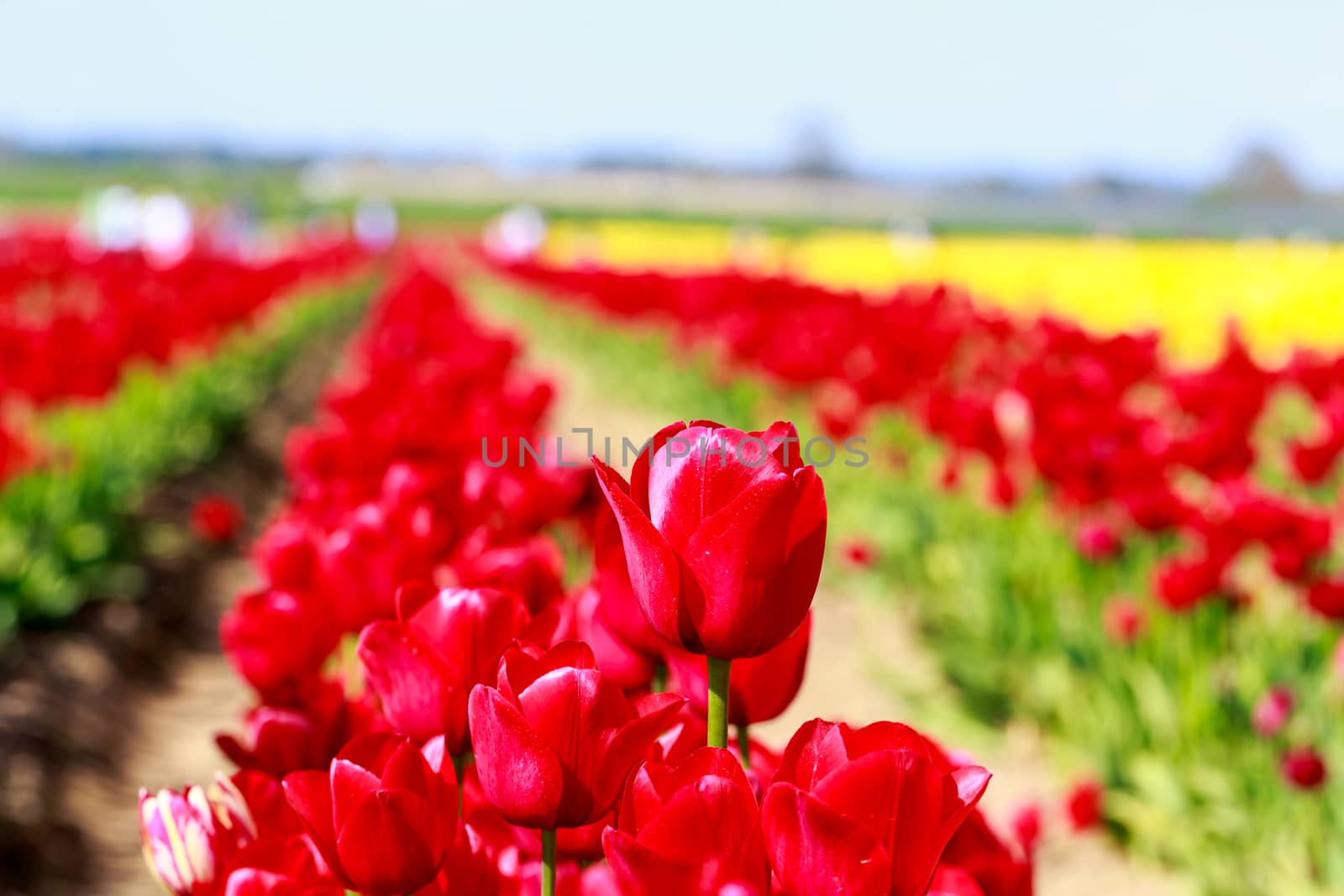 Colorful tulips blossom in the field.