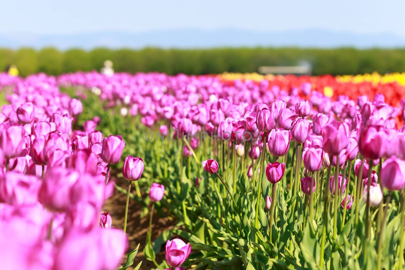 Colorful tulips blossom in the field.