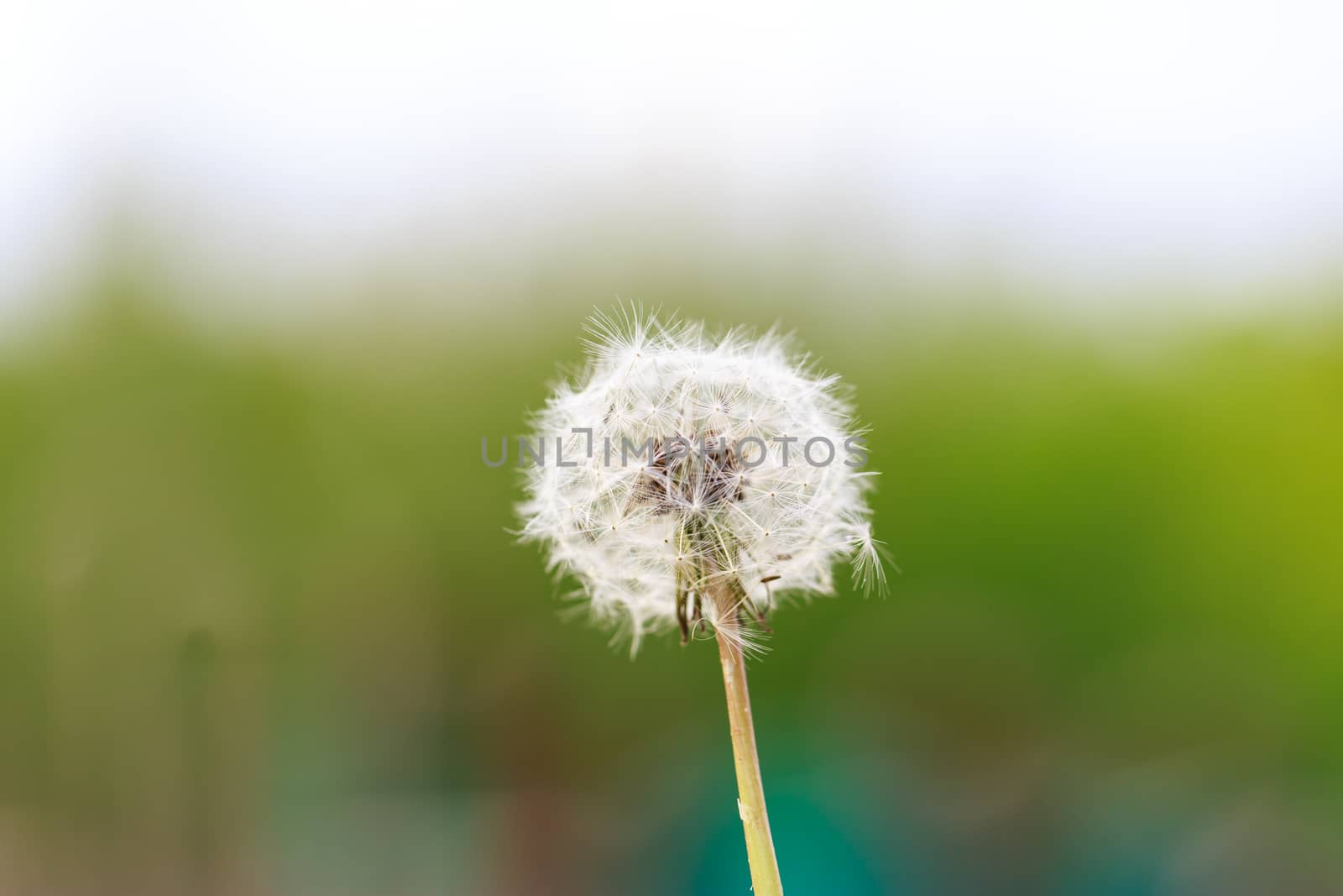 Horizontal image of a dandelion