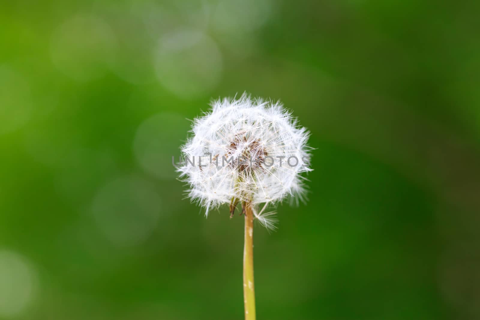 Horizontal image of a dandelion