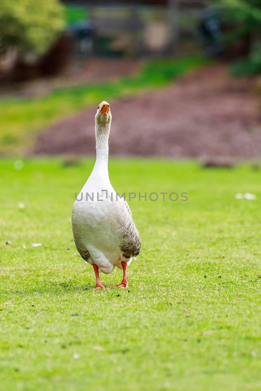 Emden Goose stroll across the meadow.