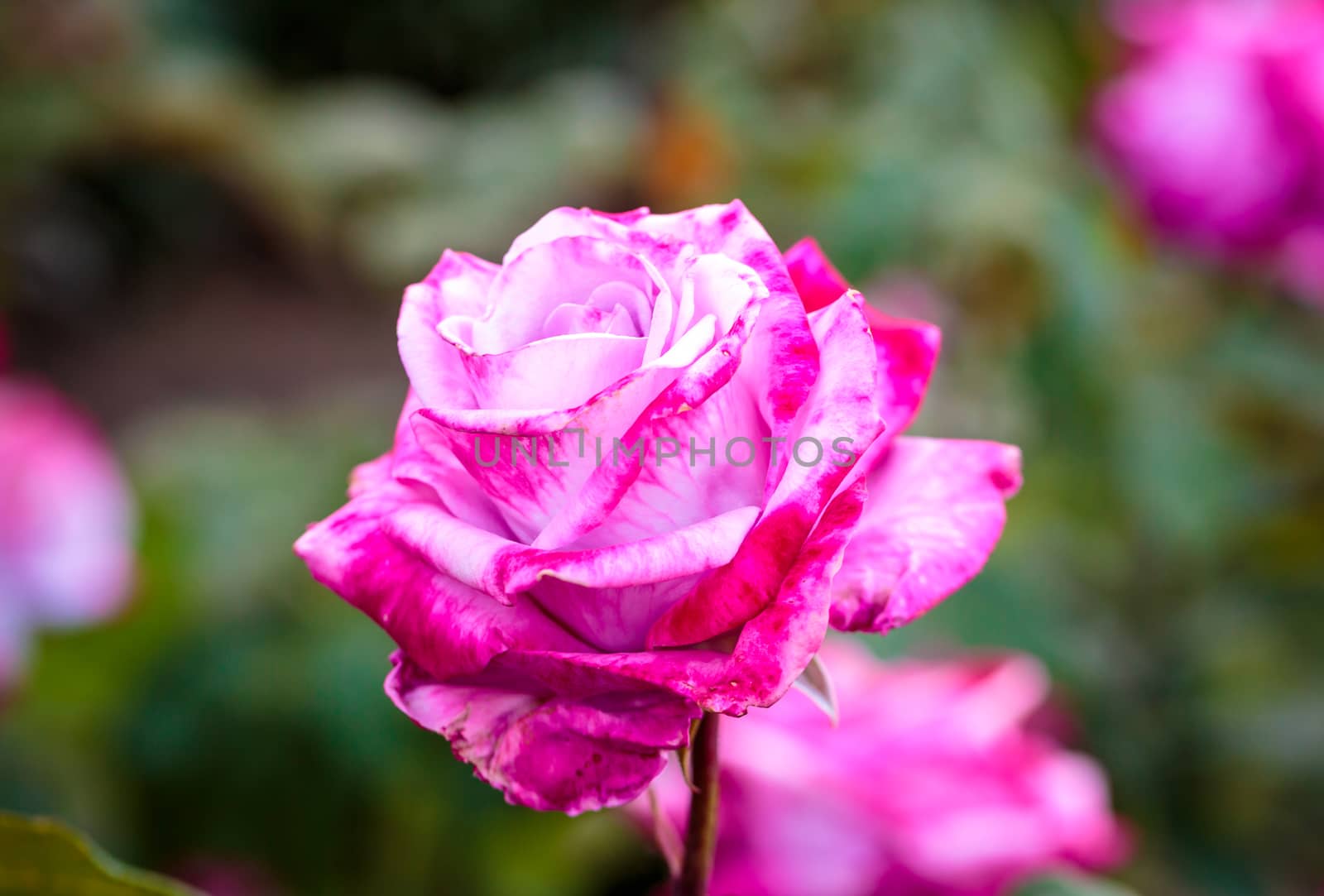 Fragrant Rose in Full Bloom. Washington Park Rose Garden, Portland, Oregon