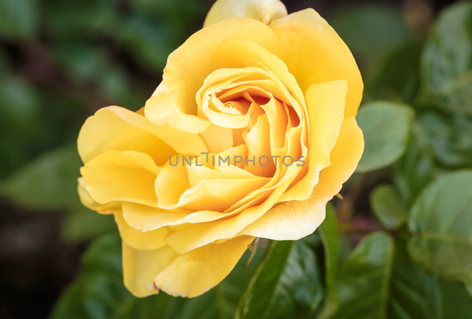 Fragrant Rose in Full Bloom. Washington Park Rose Garden, Portland, Oregon