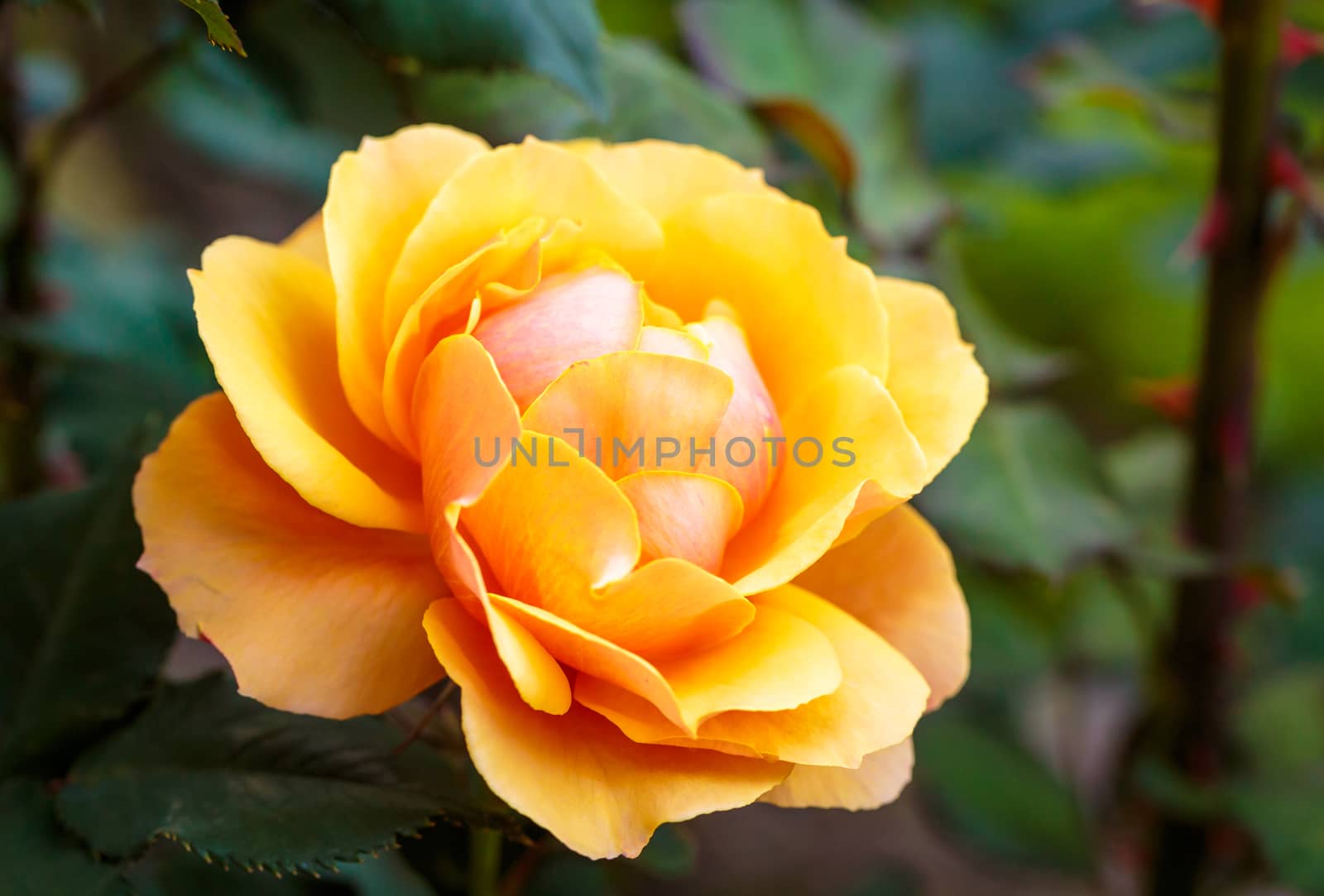 Fragrant Rose in Full Bloom. Washington Park Rose Garden, Portland, Oregon