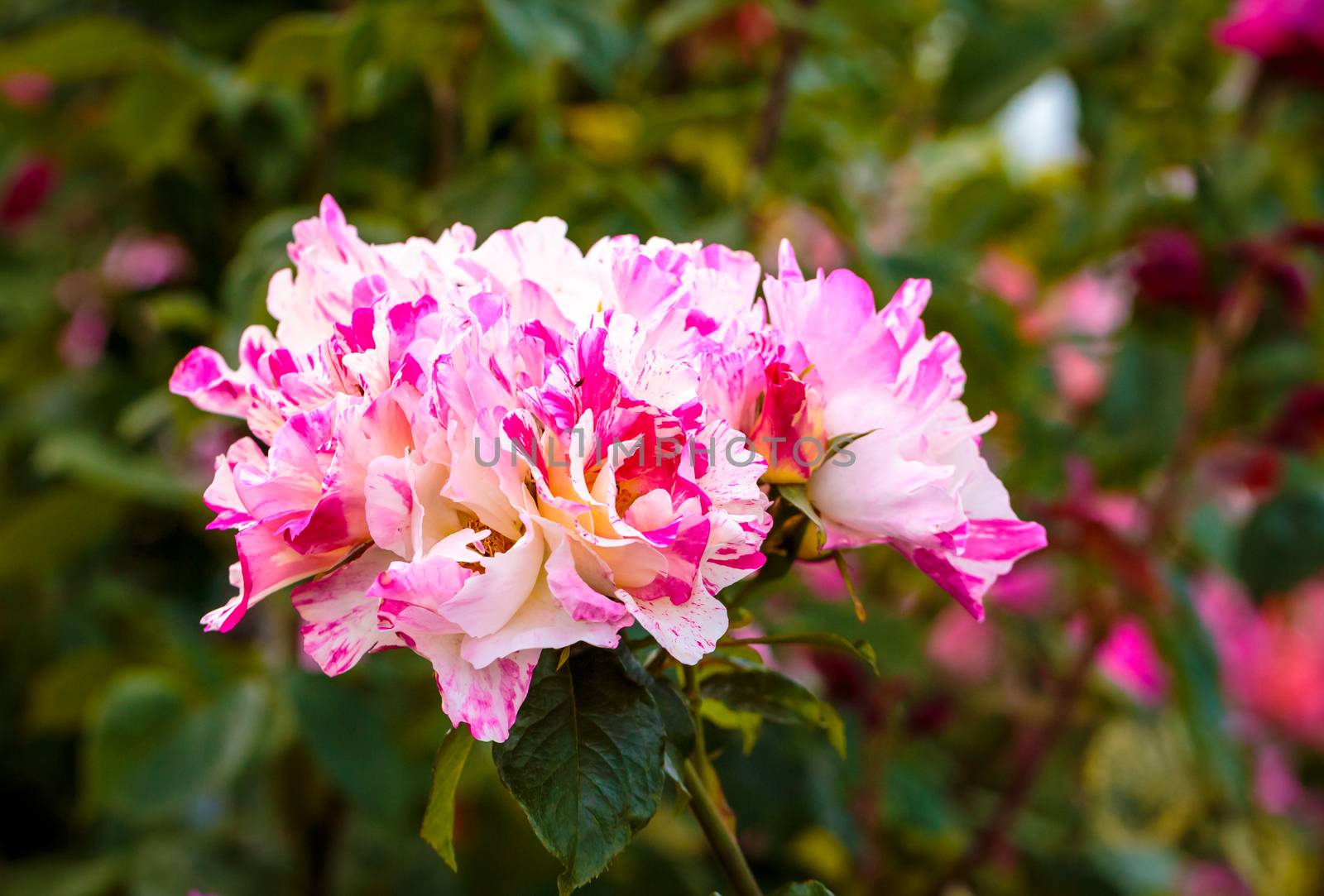 Fragrant Rose in Full Bloom. Washington Park Rose Garden, Portland, Oregon