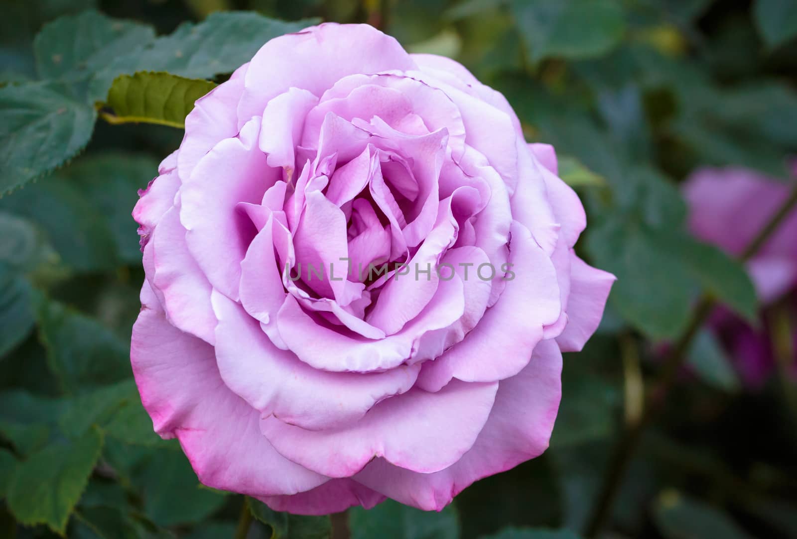 Fragrant Rose in Full Bloom. Washington Park Rose Garden, Portland, Oregon