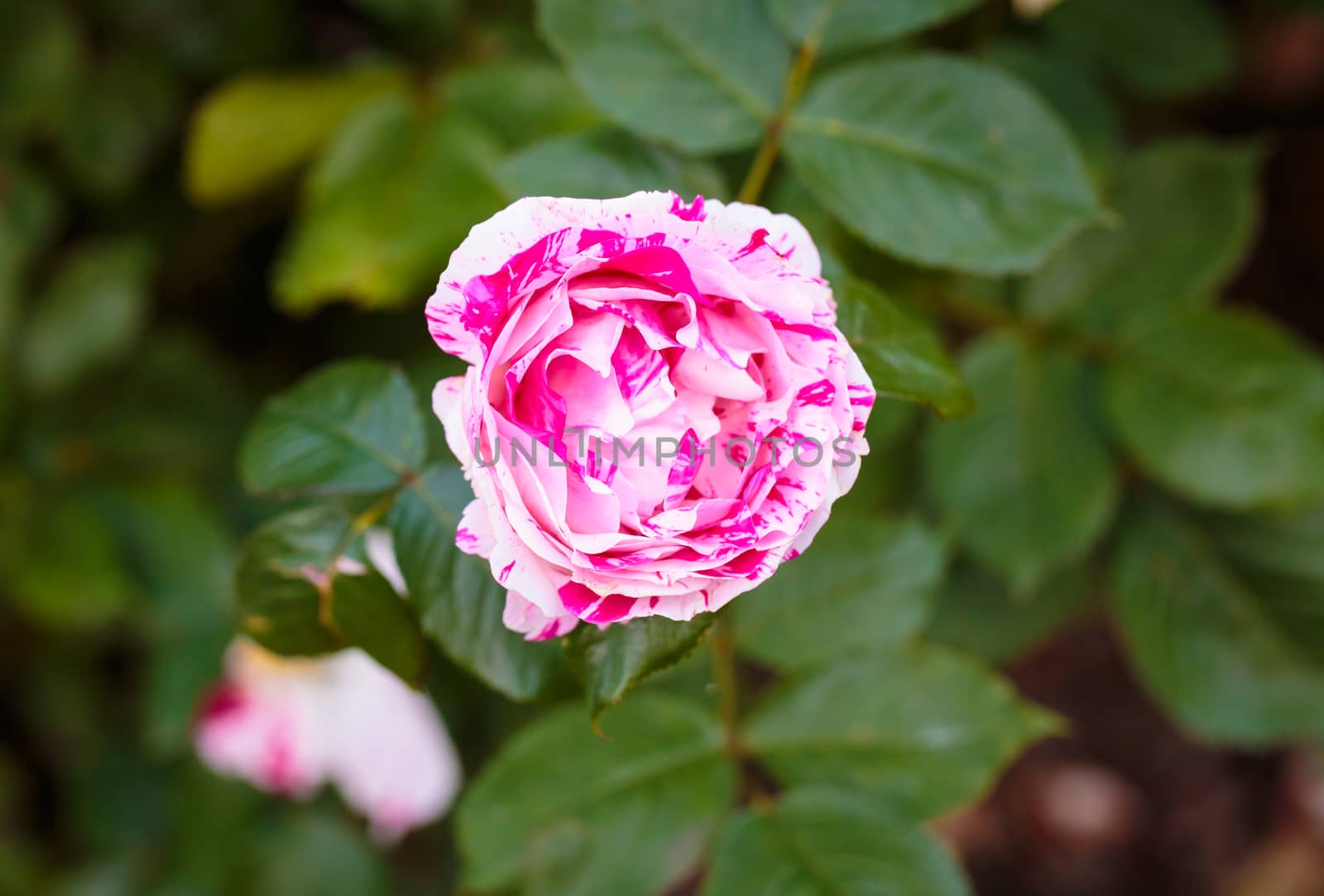 Fragrant Rose in Full Bloom. Washington Park Rose Garden, Portland, Oregon