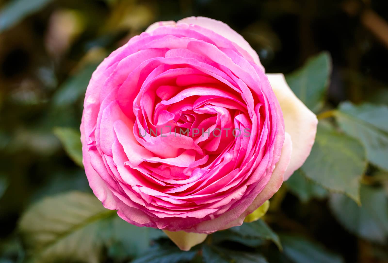 Fragrant Rose in Full Bloom. Washington Park Rose Garden, Portland, Oregon