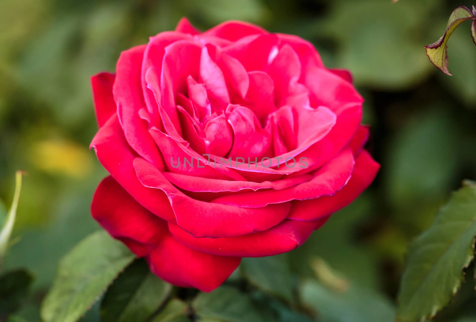 Fragrant Rose in Full Bloom. Washington Park Rose Garden, Portland, Oregon