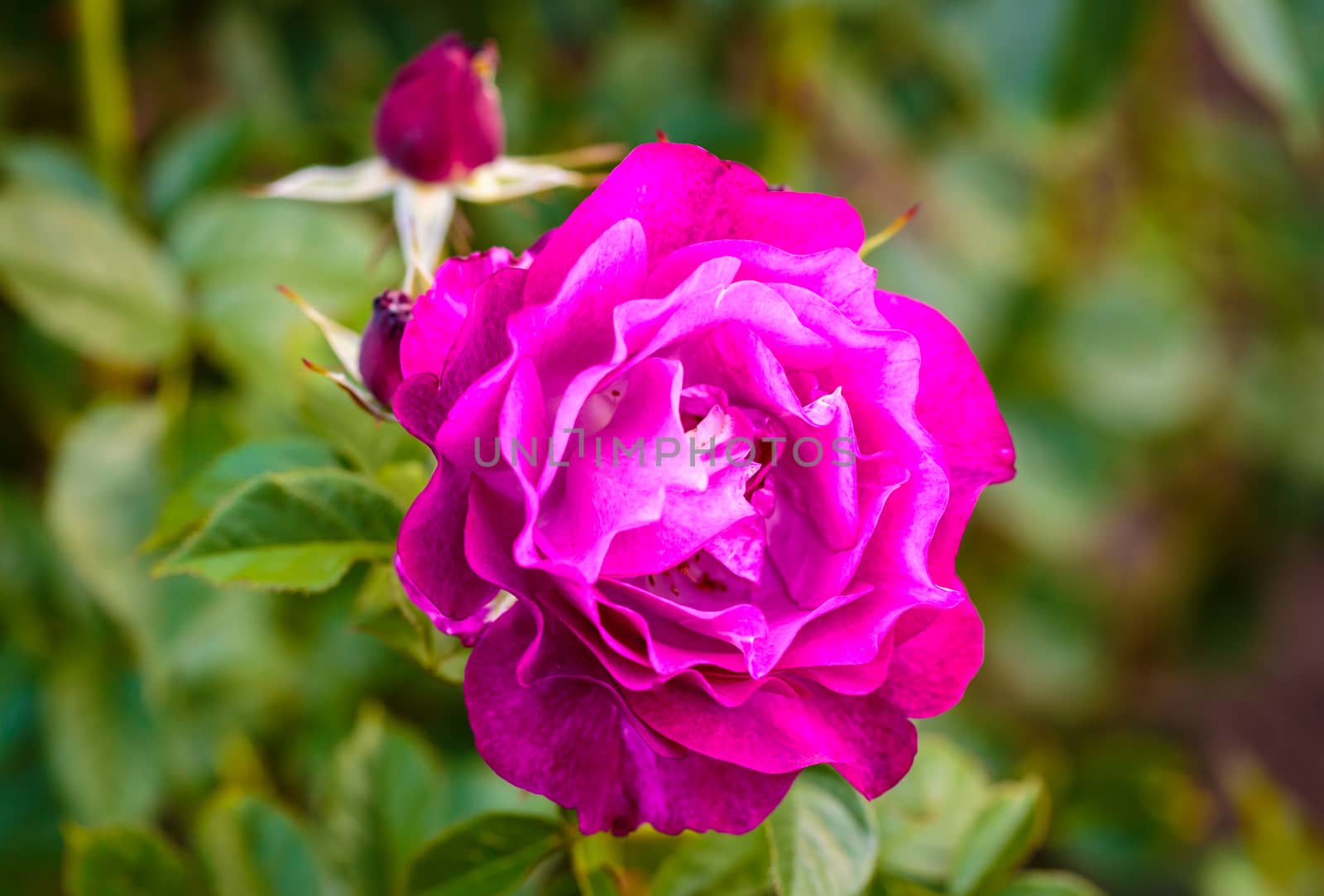 Fragrant Rose in Full Bloom. Washington Park Rose Garden, Portland, Oregon