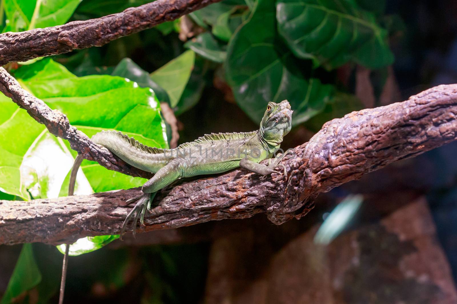 Iguana on a tree branch