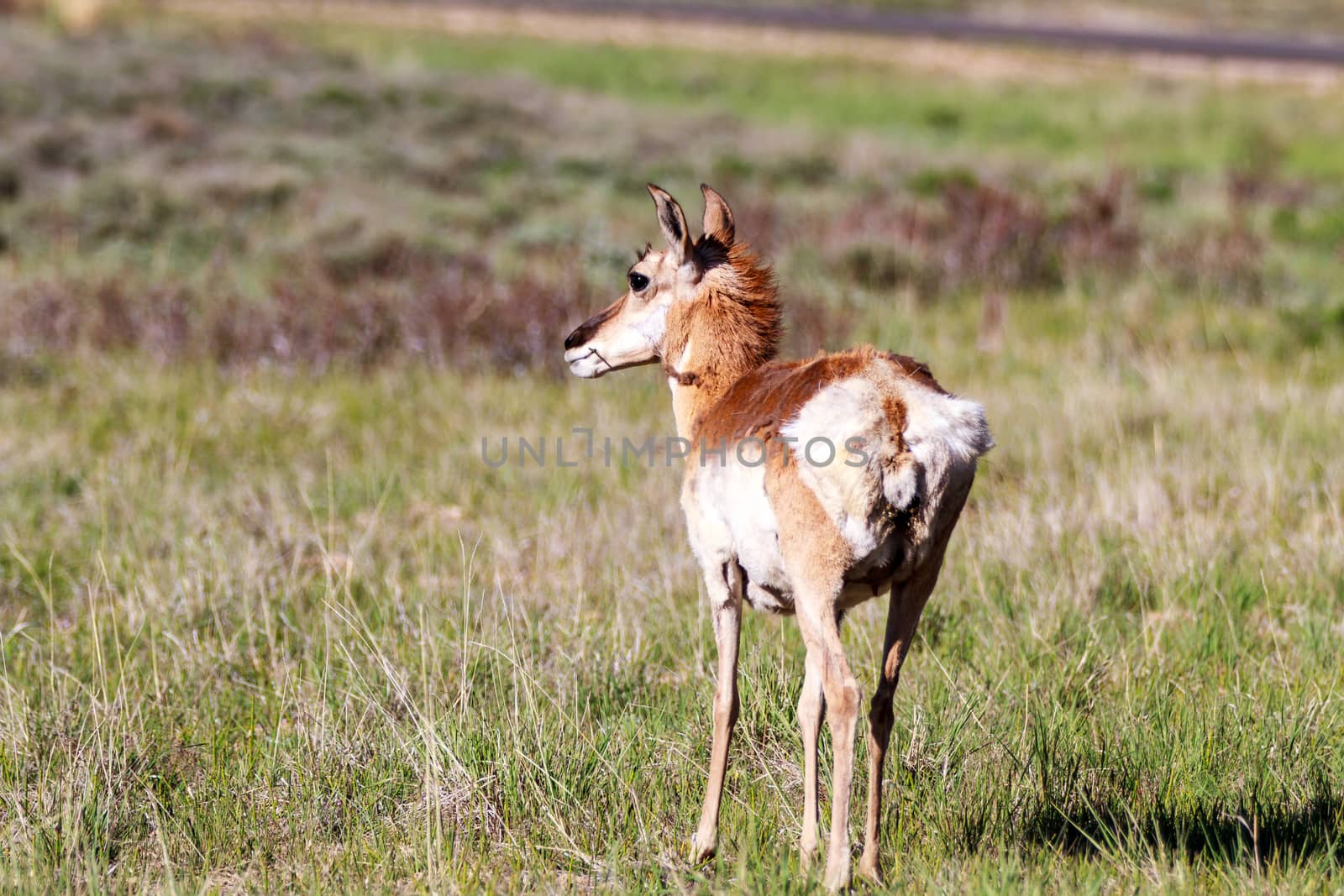 Mule deer in Bryce Canyon National Park, Utah