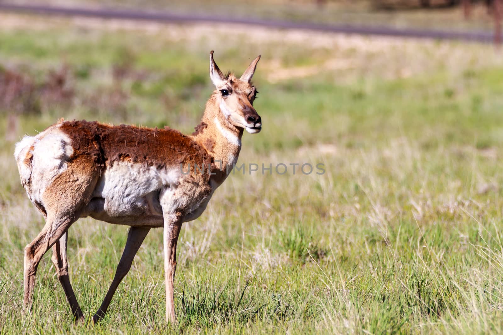 Mule deer in Bryce Canyon National Park, Utah