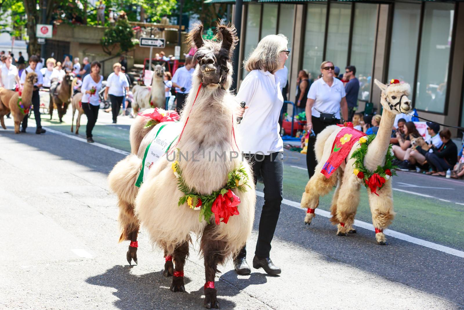 Portland, Oregon, USA - JUNE 7, 2014: The Llamas of Southwest Washington in Grand floral parade through Portland downtown.