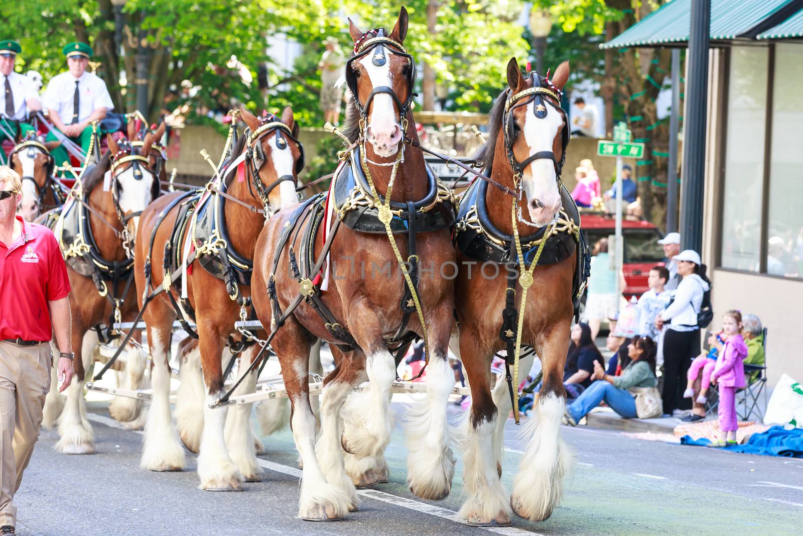 Portland, Oregon, USA - JUNE 7, 2014: World Famous Budweiser Clydesdales 
 in Grand floral parade through Portland downtown.