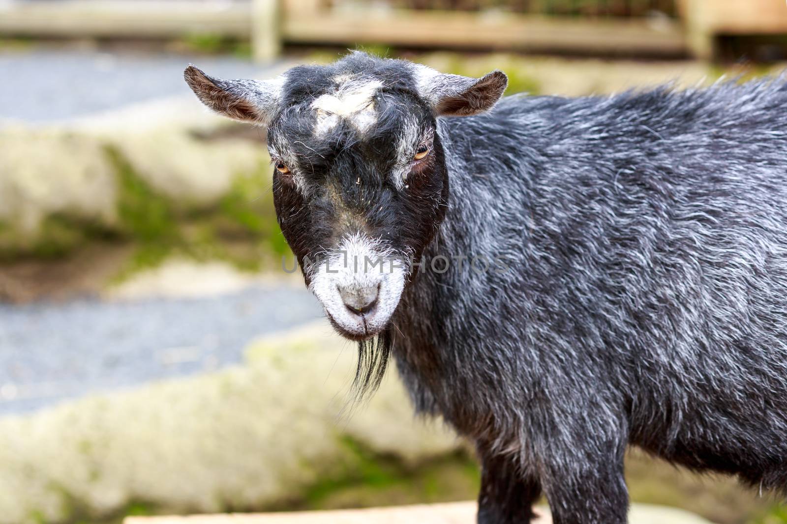 Pygmy goat interactswith visitors in the petting zoos.