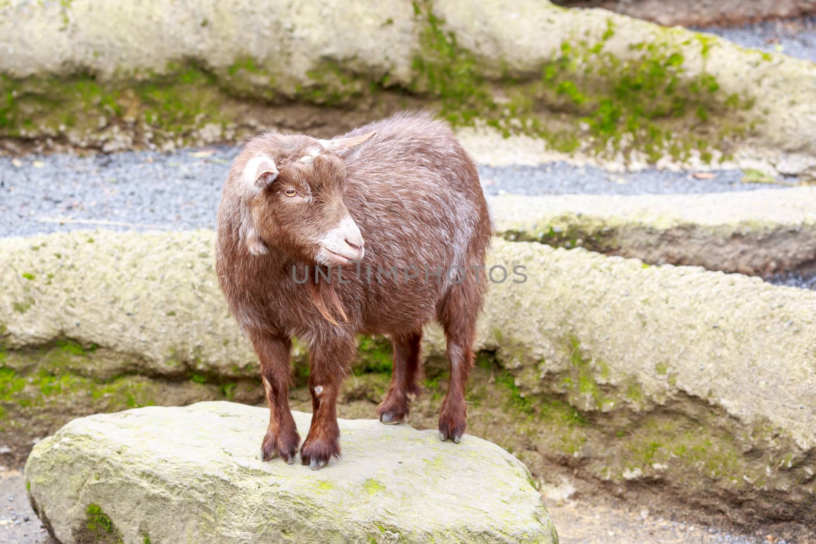 Pygmy Goat by pngstudio