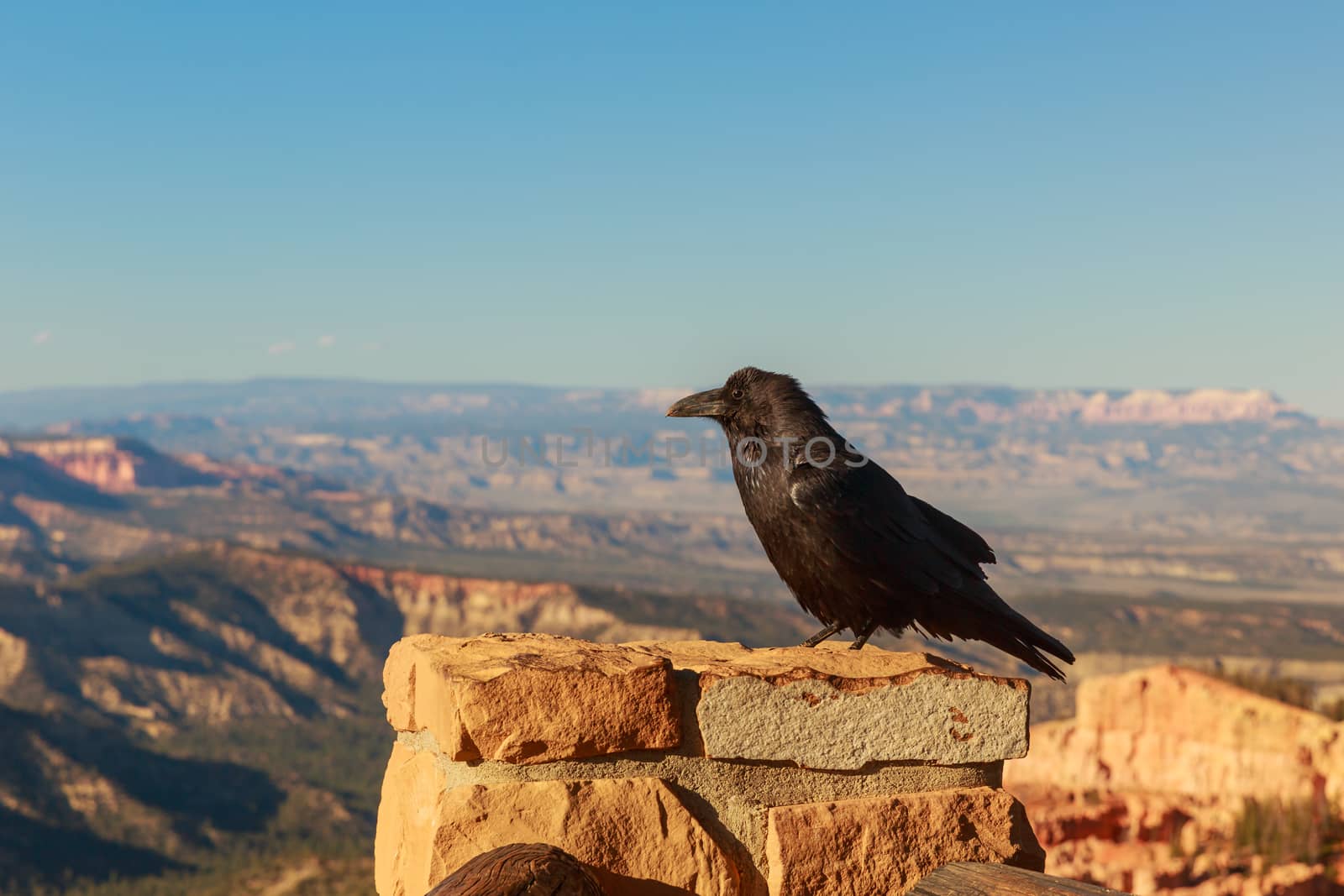 Raven at Bryce Canyon by pngstudio