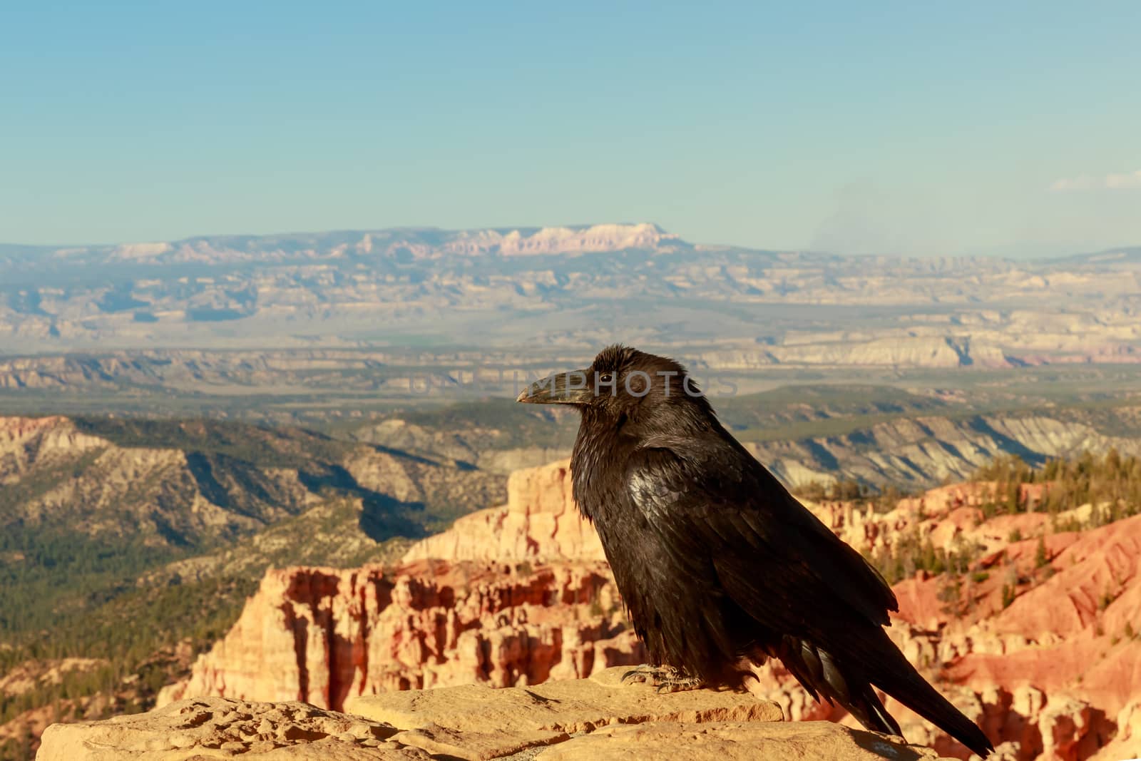 Common Raven (Corvus corax) perched on stone wall at Bryce Canyon National Park