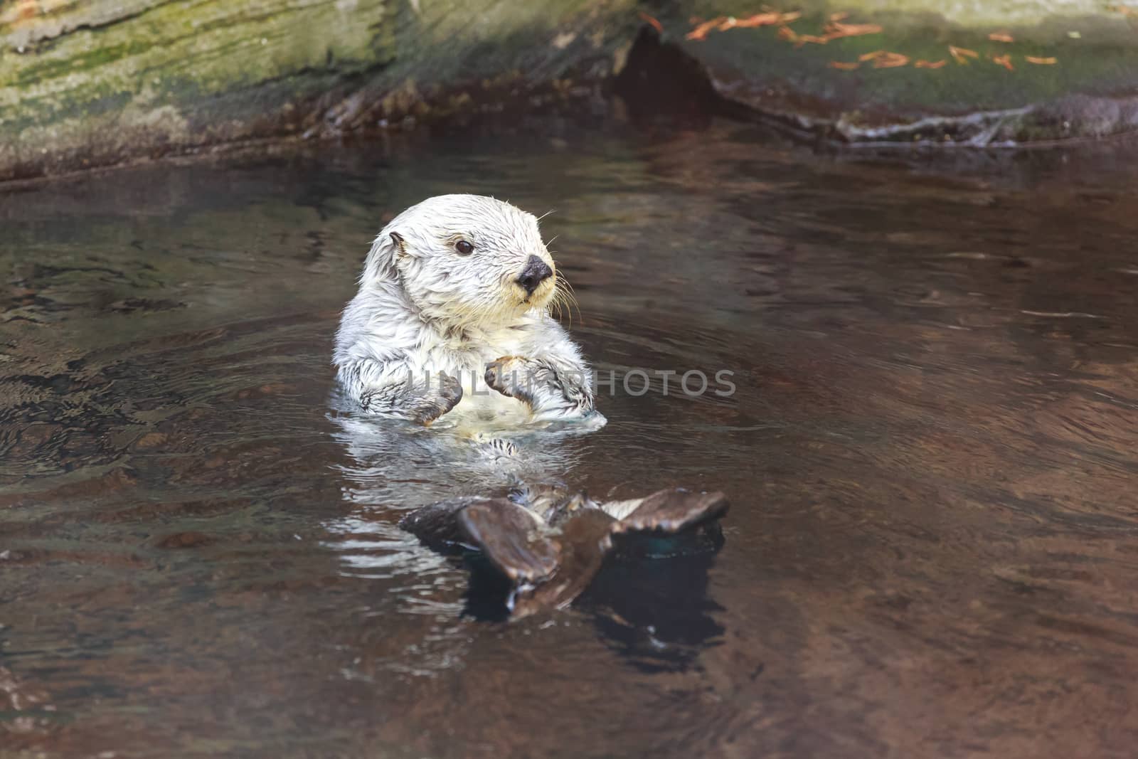 Sea Otter (Enhydra Lutris) by pngstudio