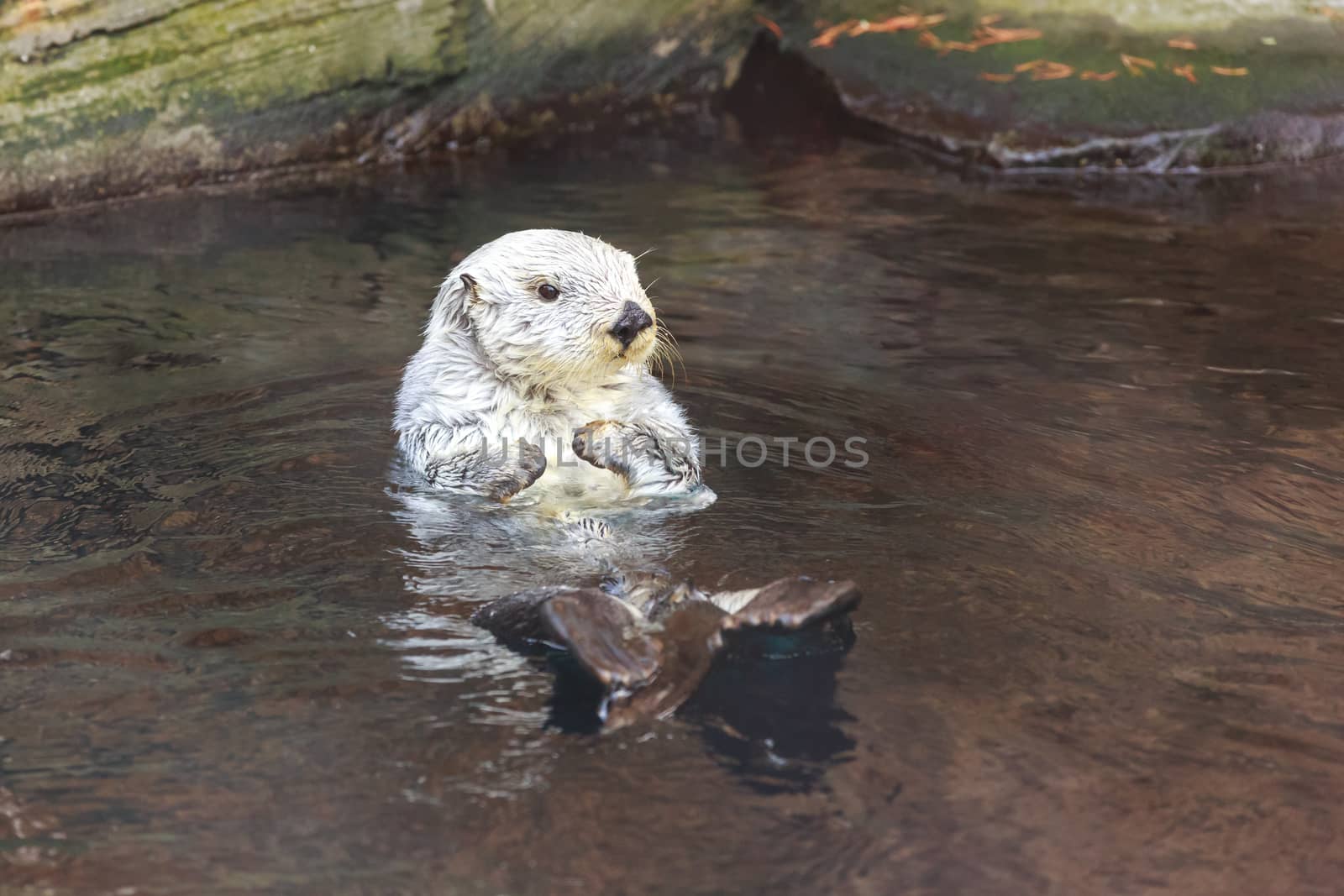 Close up shot of a sea otter