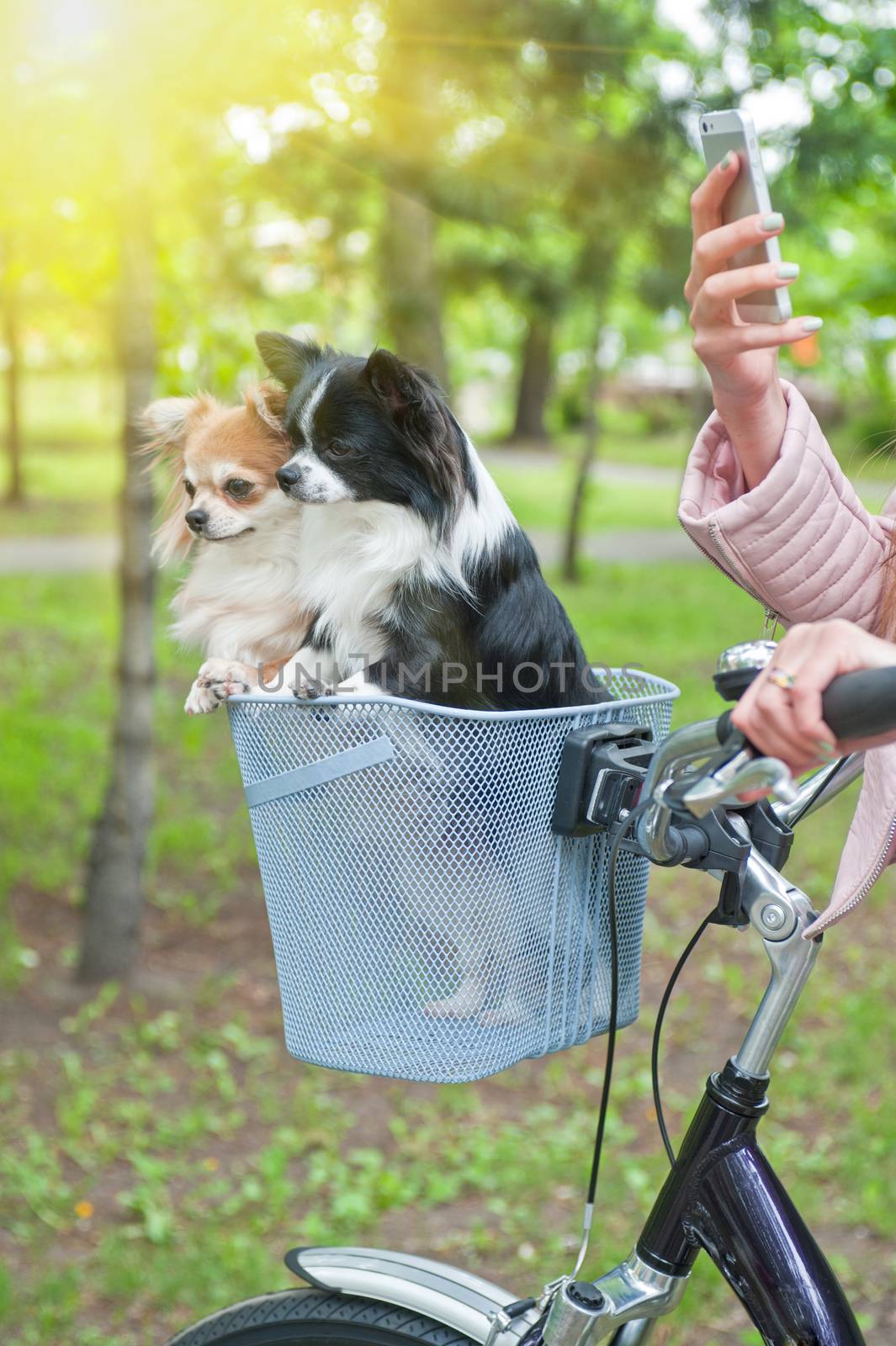 bicycle walking with dogs chihuahua puppy