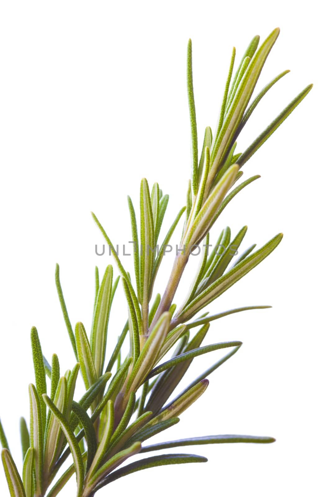 Macro picture of a rosemary branch with white background.