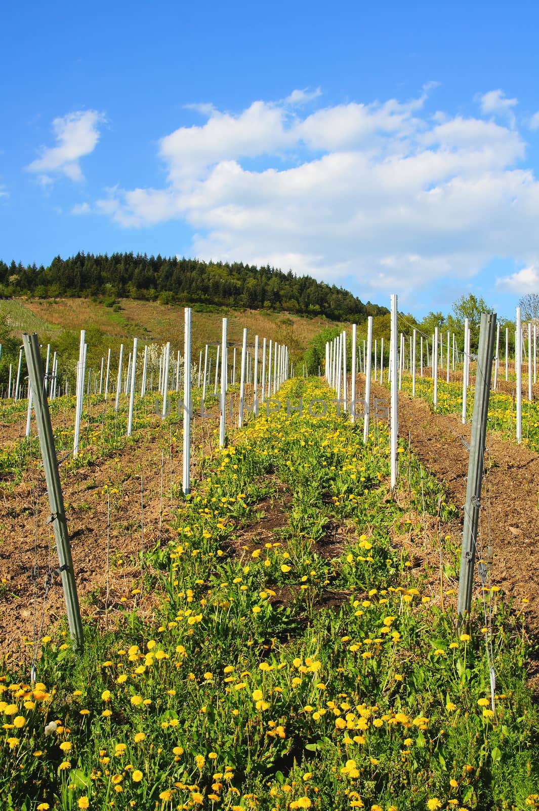 new vineyard with dandelions by azurin