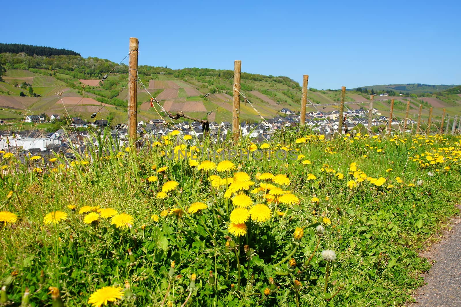 Dandelions on the edge of a vineyard near Reil on the Moselle