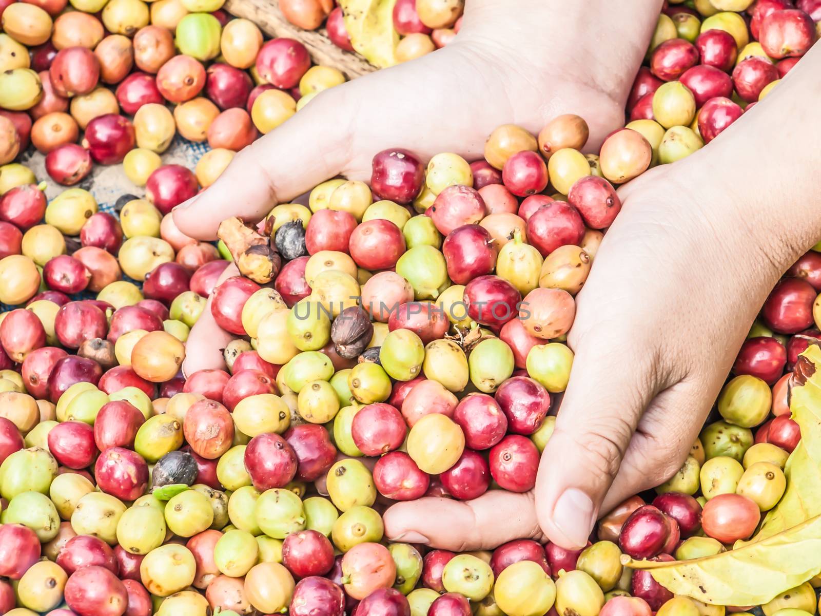 Red and green and yellow coffee beans  in boy hands on coffee beans background