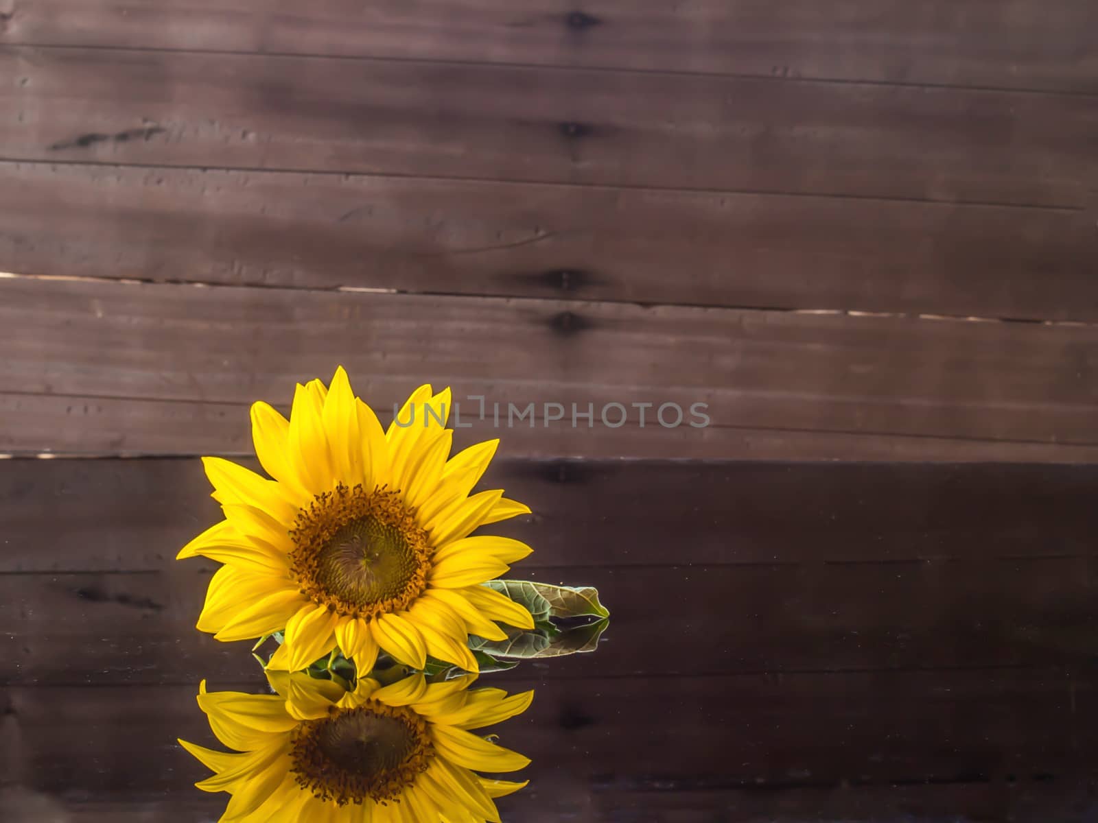 yellow sunflower by wmitrmatr