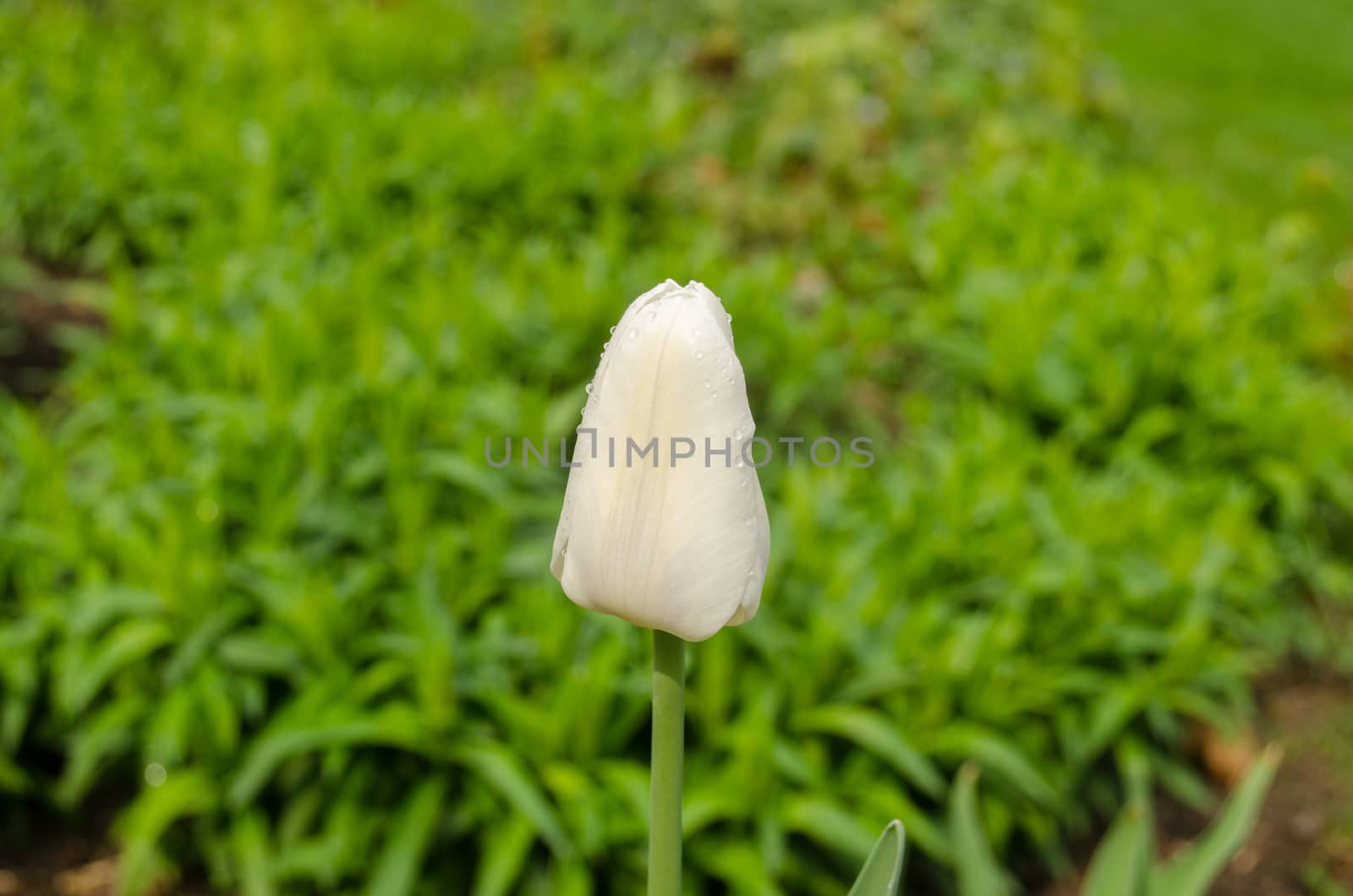 close up of white tulip flower bud in garden green meadow on background