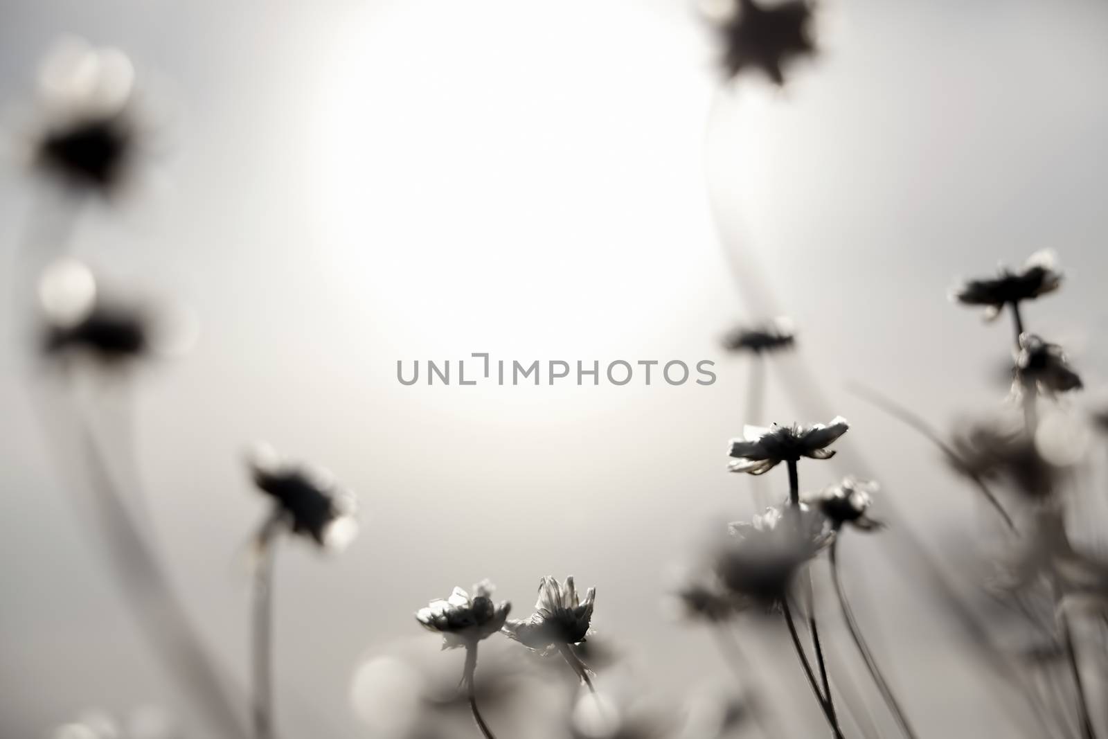 Artistic silhouette of flowers against the sun - shallow DOF