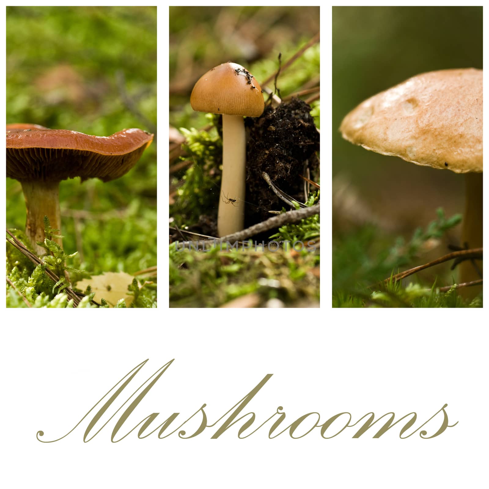 mushrooms collage by NeydtStock