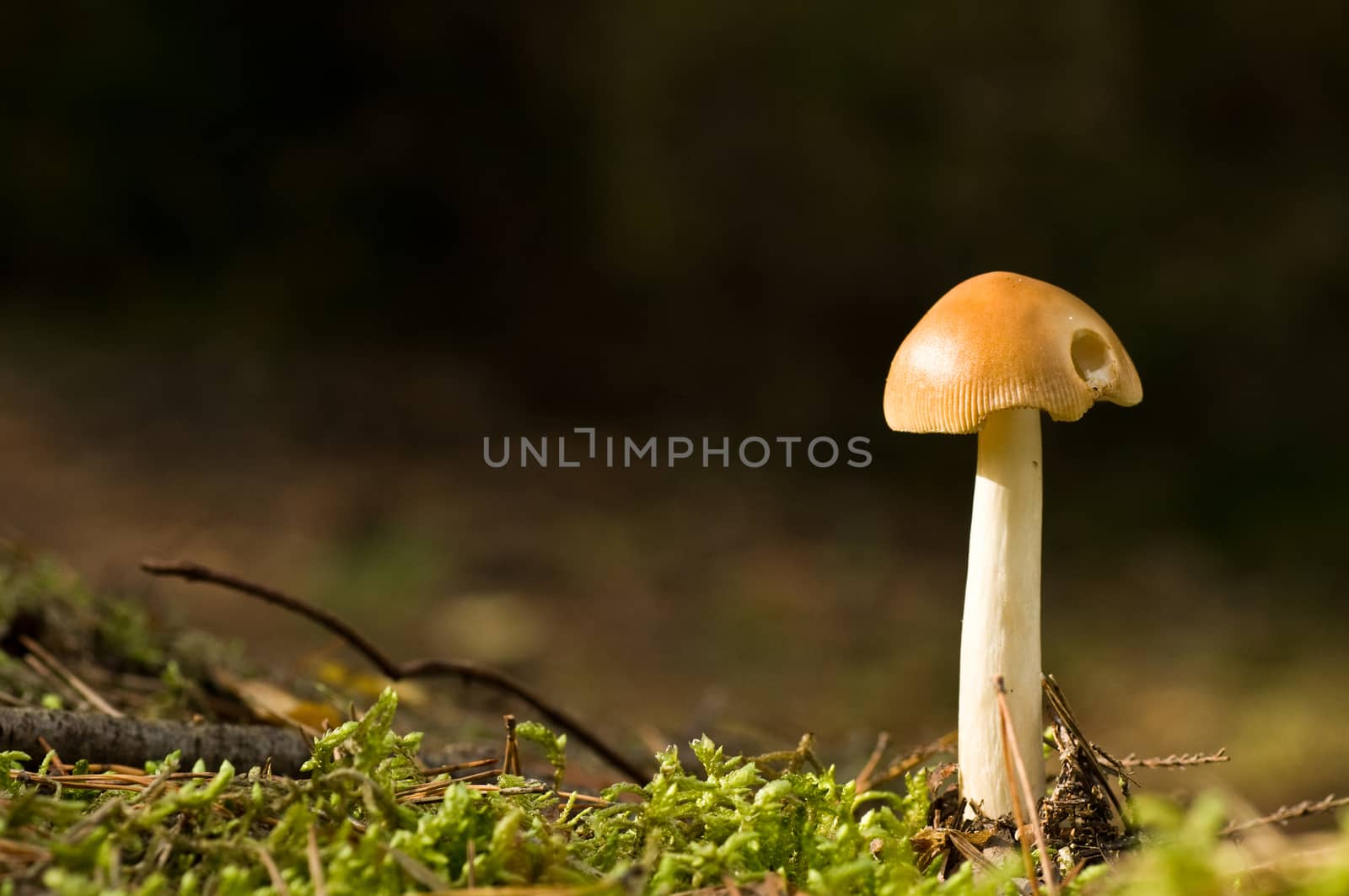 mushroom -Amanita -  in forest closeup