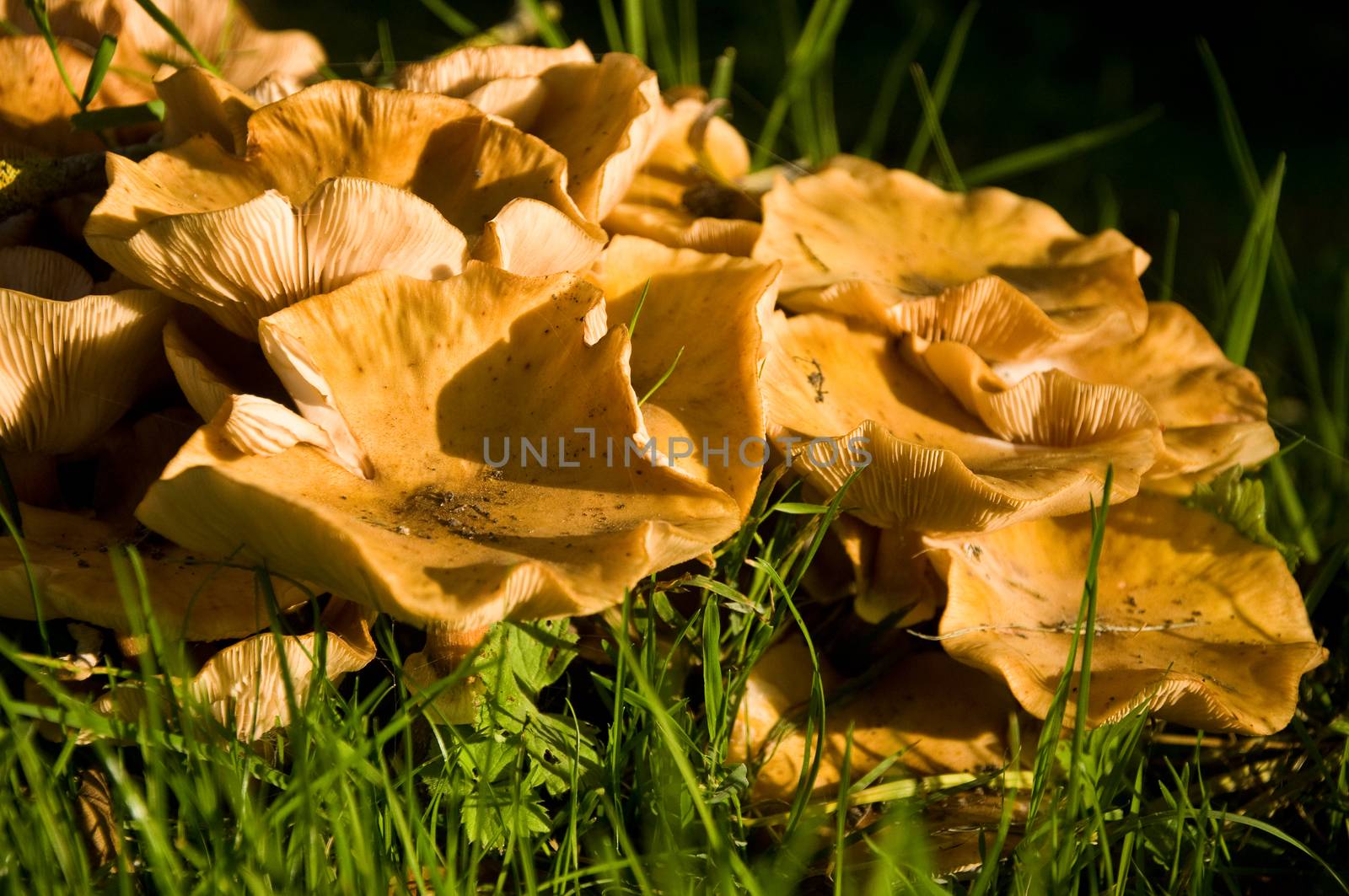 group of mushrooms - pholiote in forest closeup