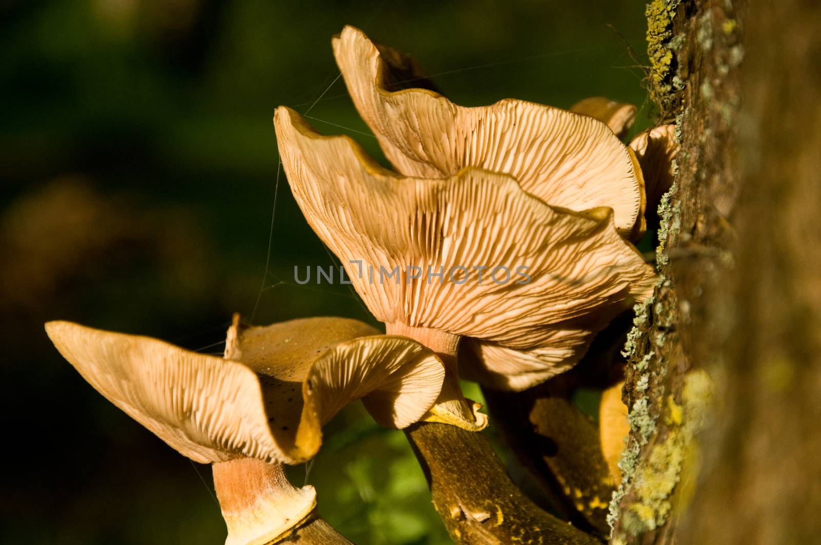 mushrooms - pholiote in forest closeup by NeydtStock