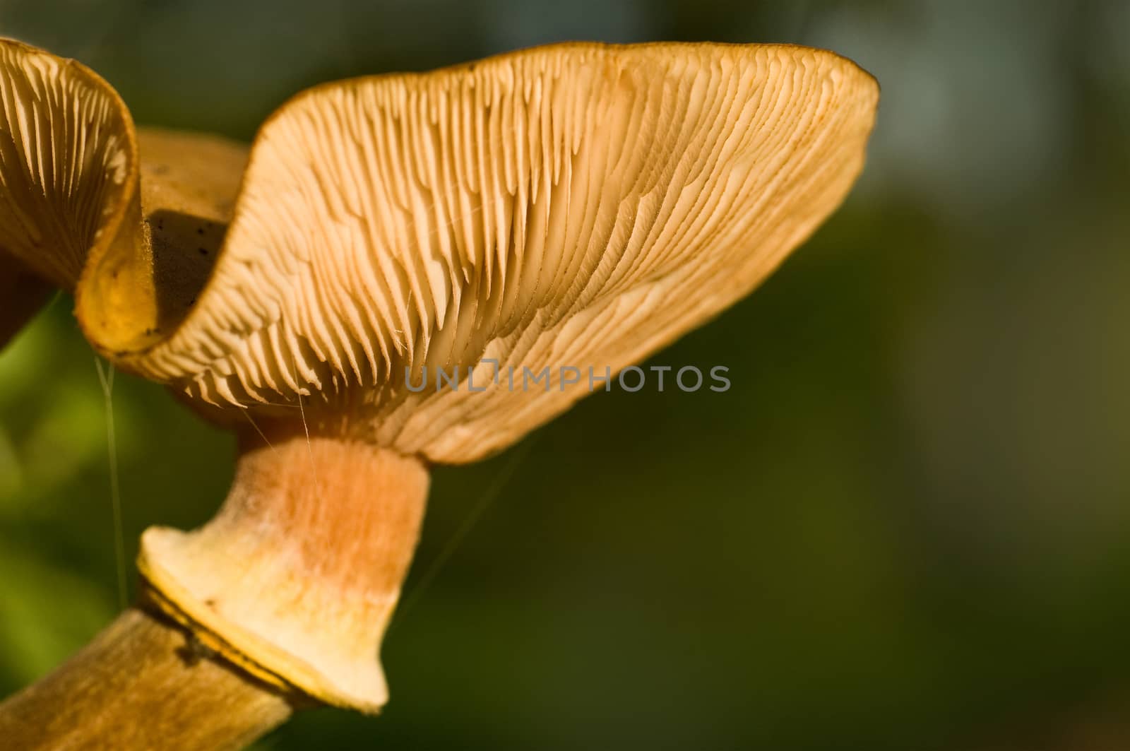 mushrooms - pholiote in forest closeup