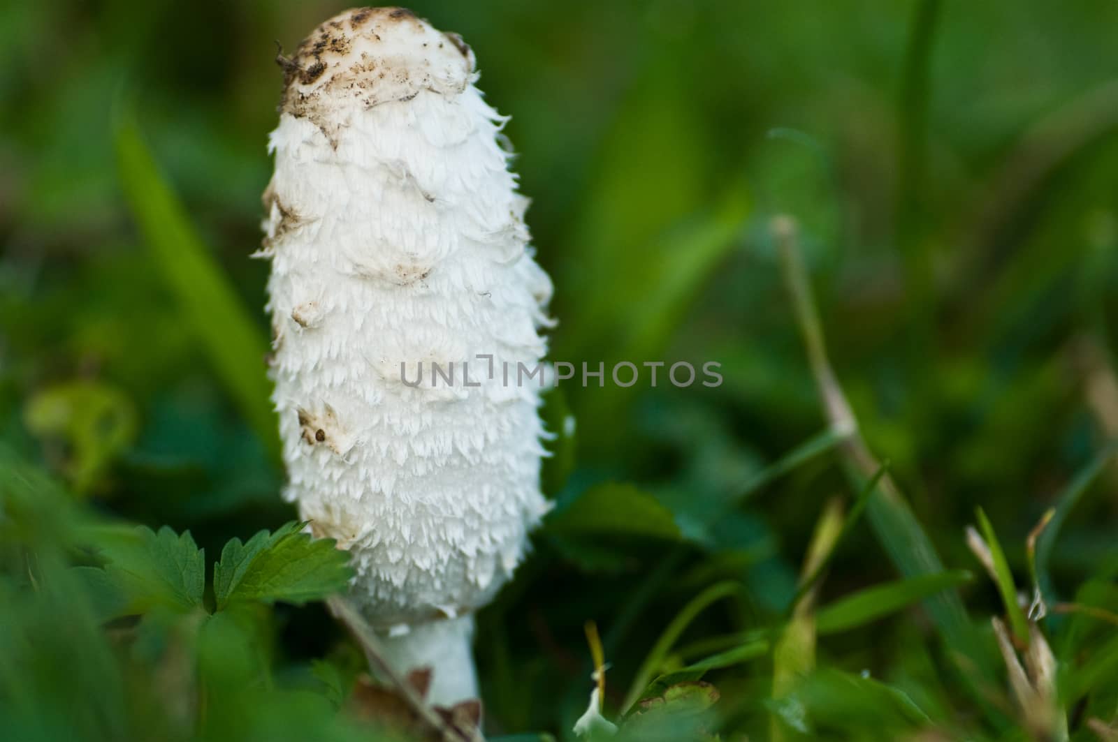 white mushroom isolated in grass