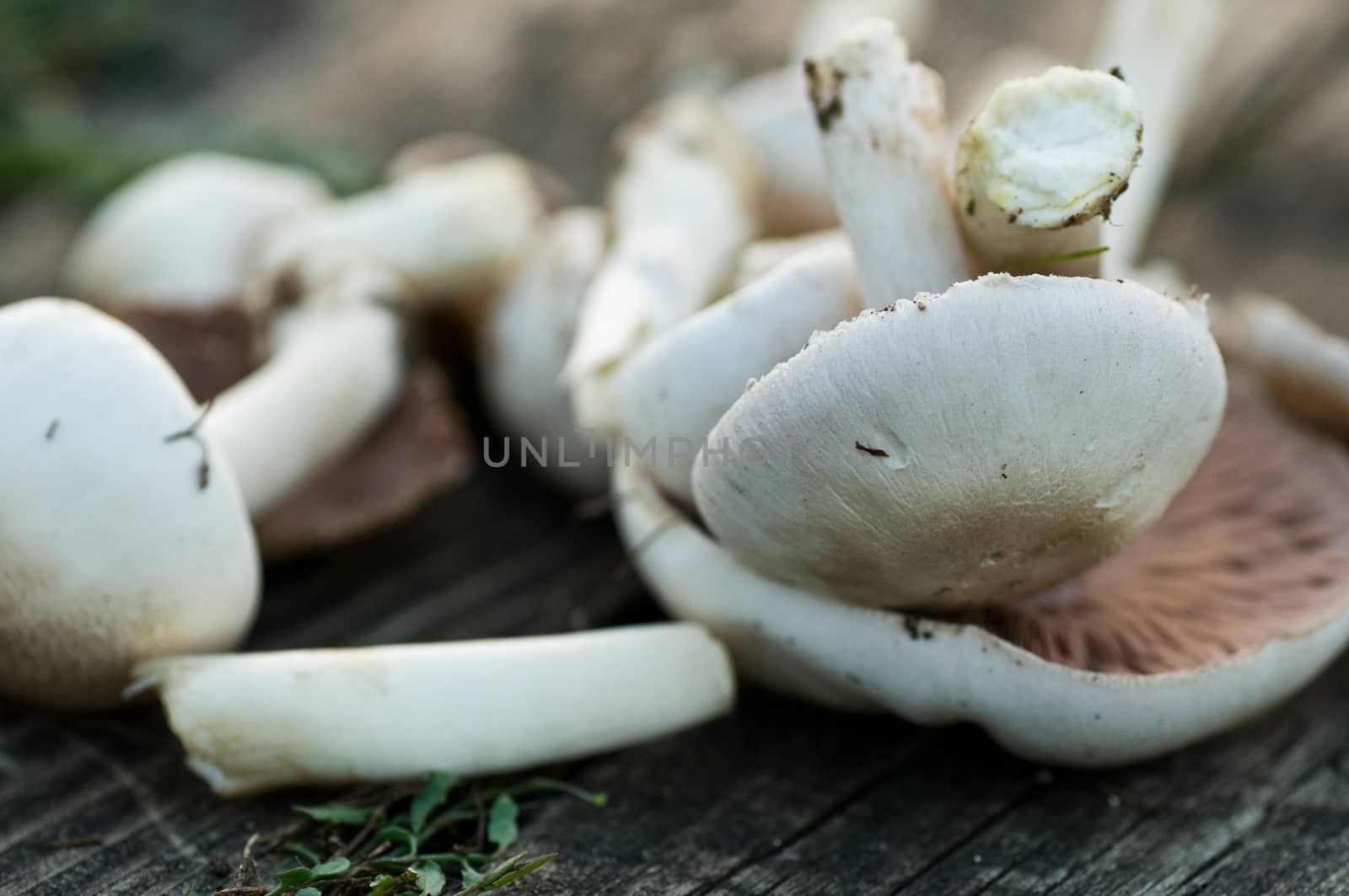 mushrooms by NeydtStock