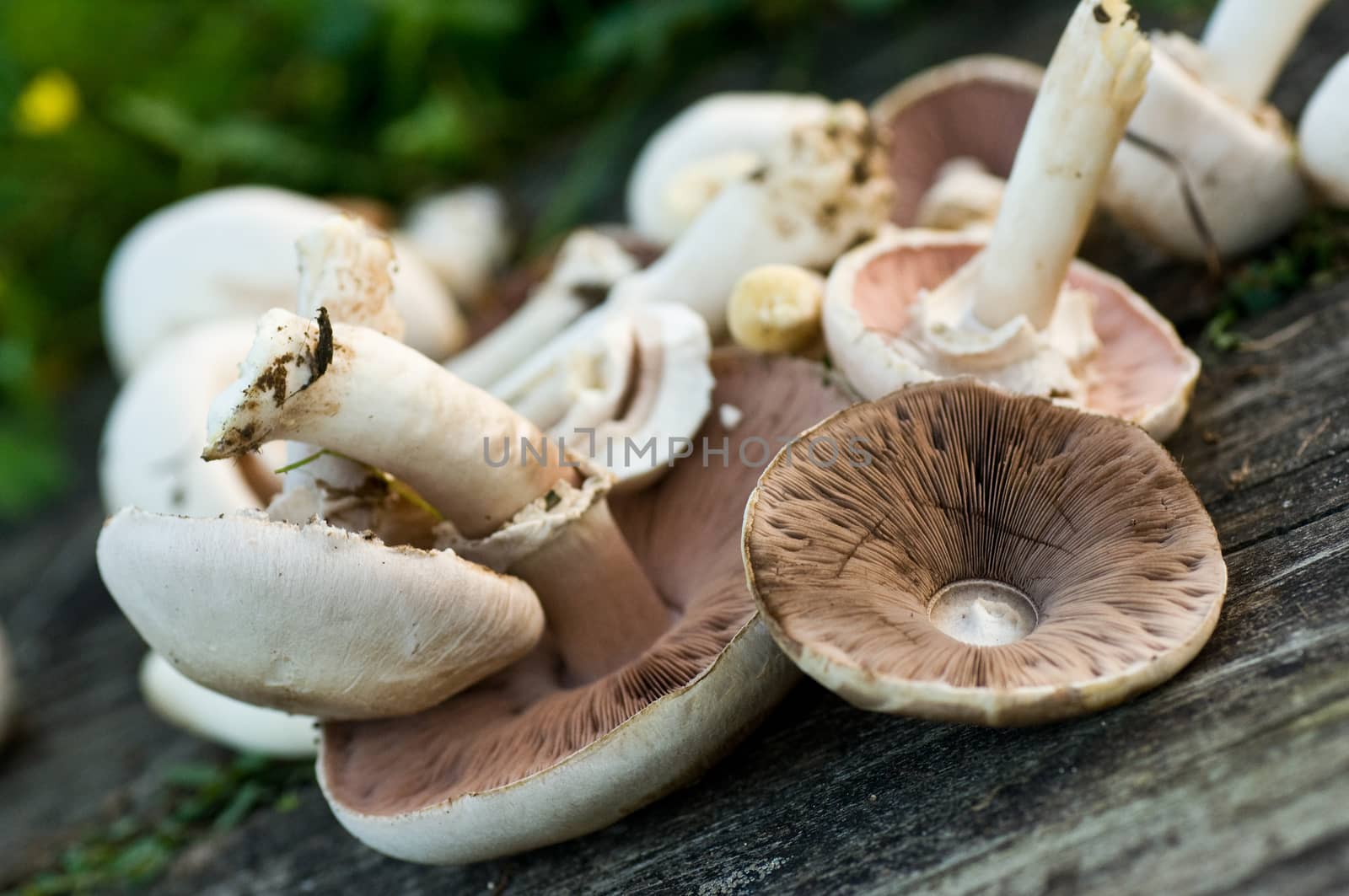 group of pink mushrooms closeup