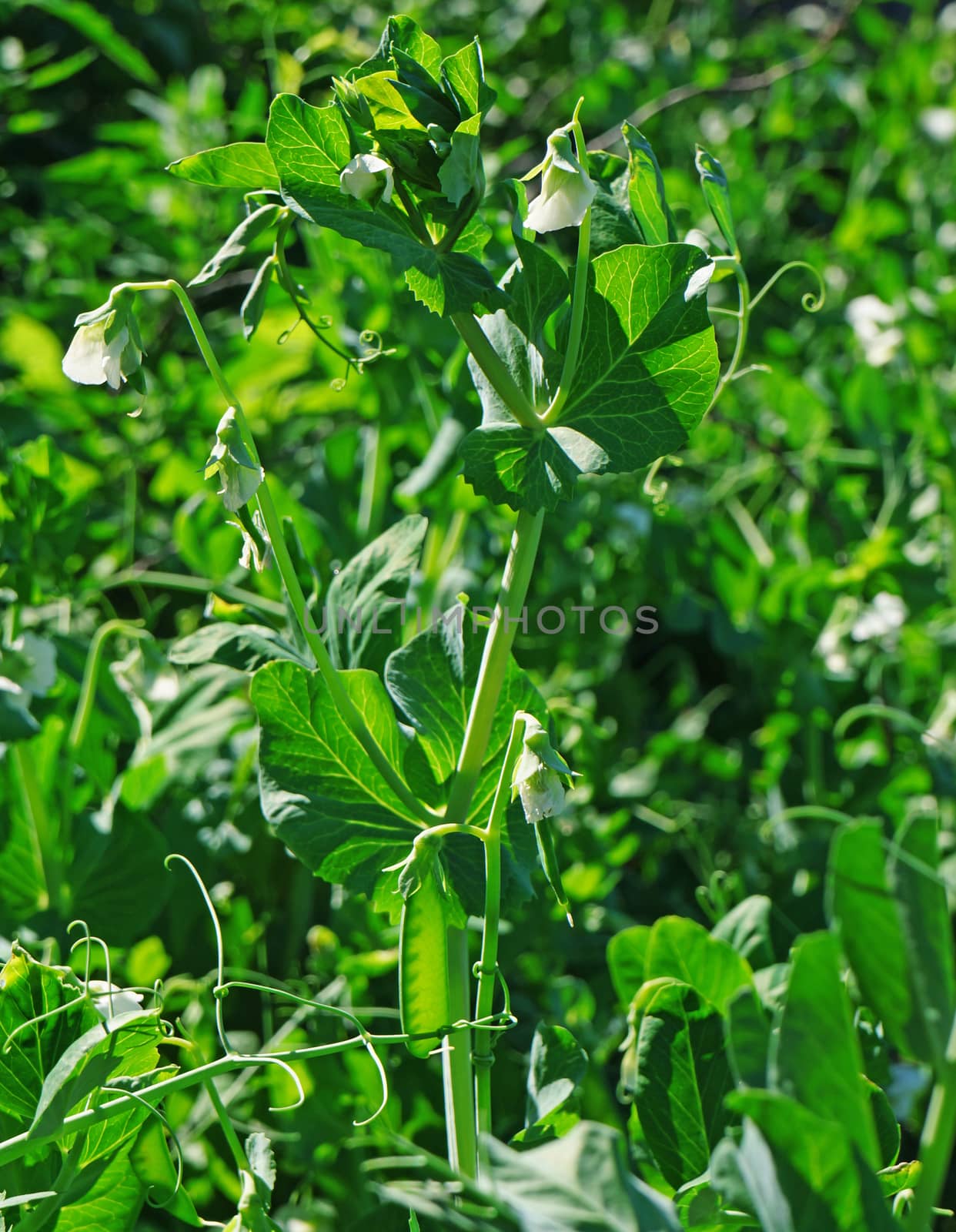  Flowering Shrubs green peas in the garden                              