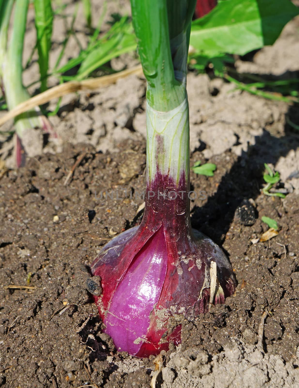 Red onions in the ground in the garden close up                              