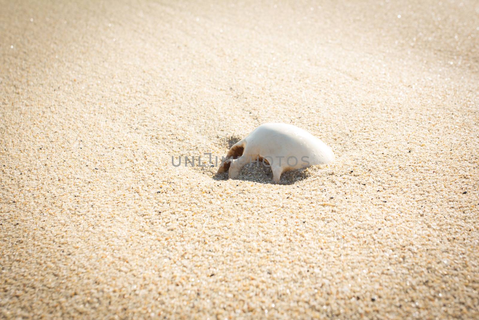 human skull half buried in the beach sand