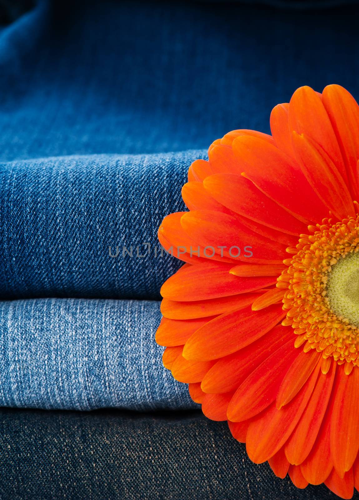 Pile of jeans of various shades and orange gerbera daisy 