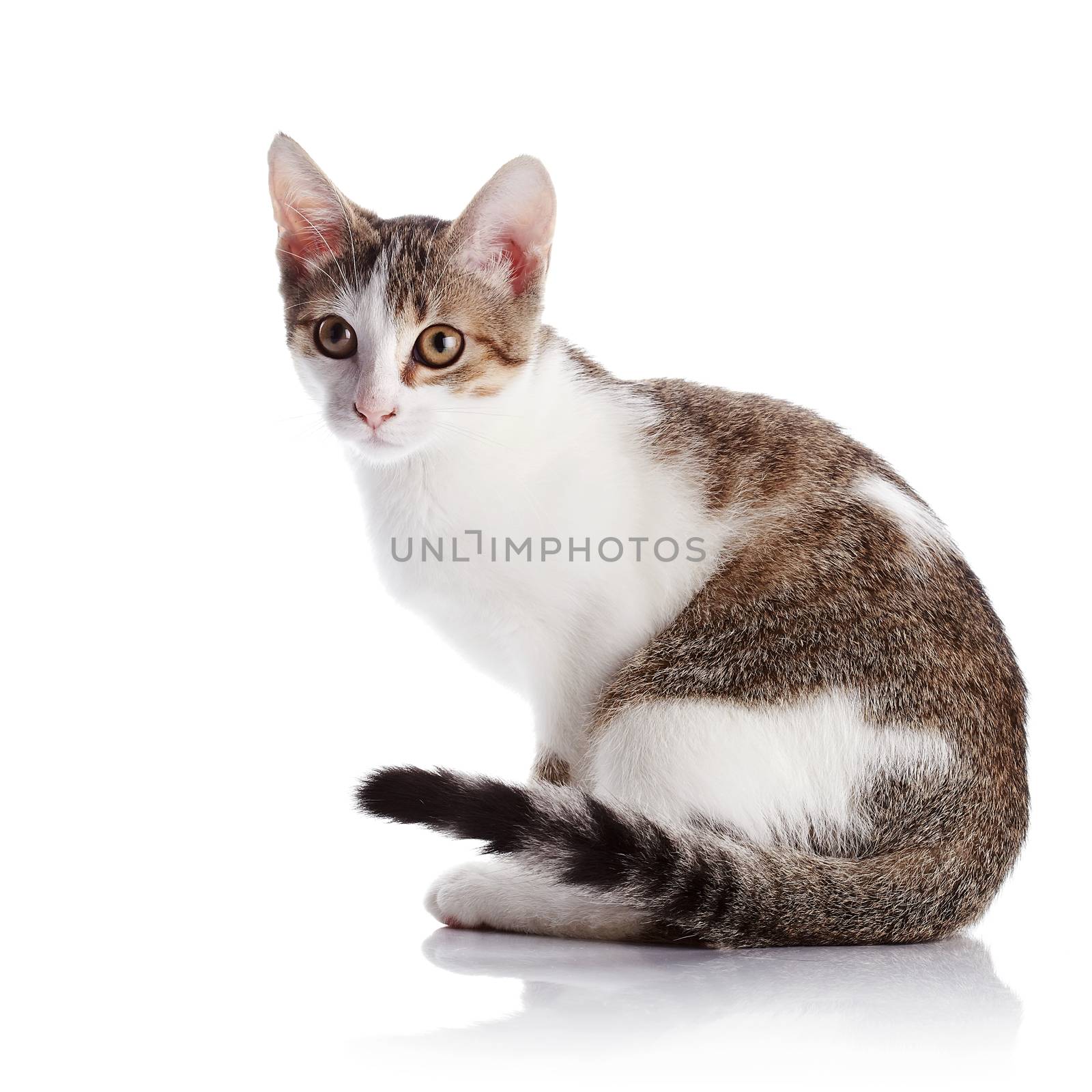 The kitten sits on a white background. by Azaliya