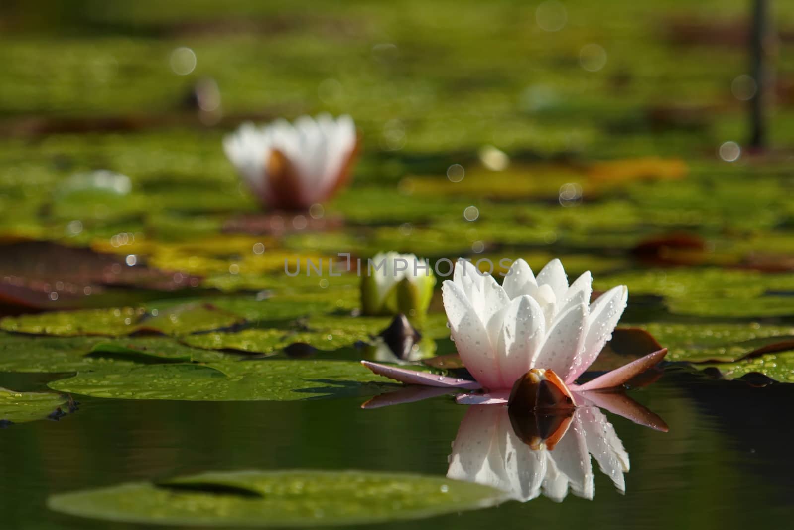 Lotus flower by Elenaphotos21